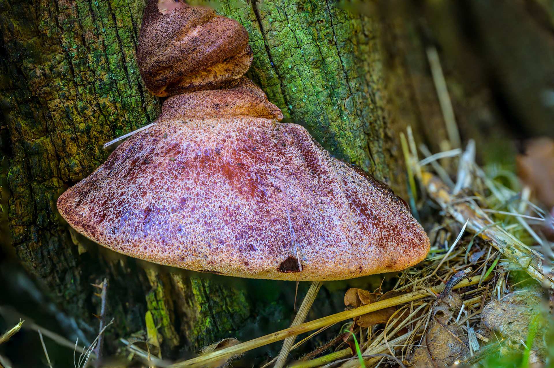 Beefsteak Fungus growing at the base of an oak tree