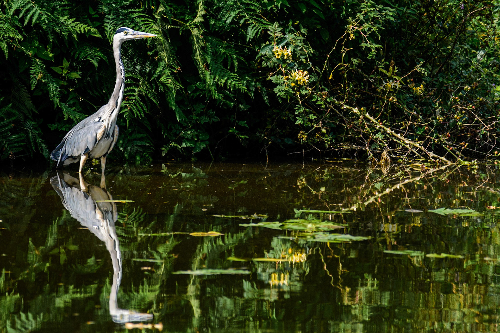 Grey Heron standing in a canal, with reflection