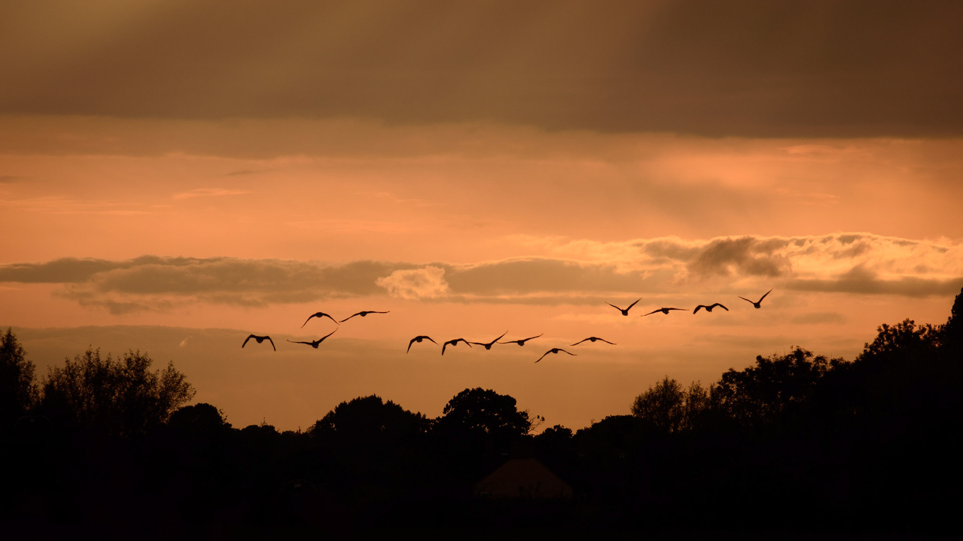 Geese flying off into the sunset, taken along the Shropshire Union canal, UK.