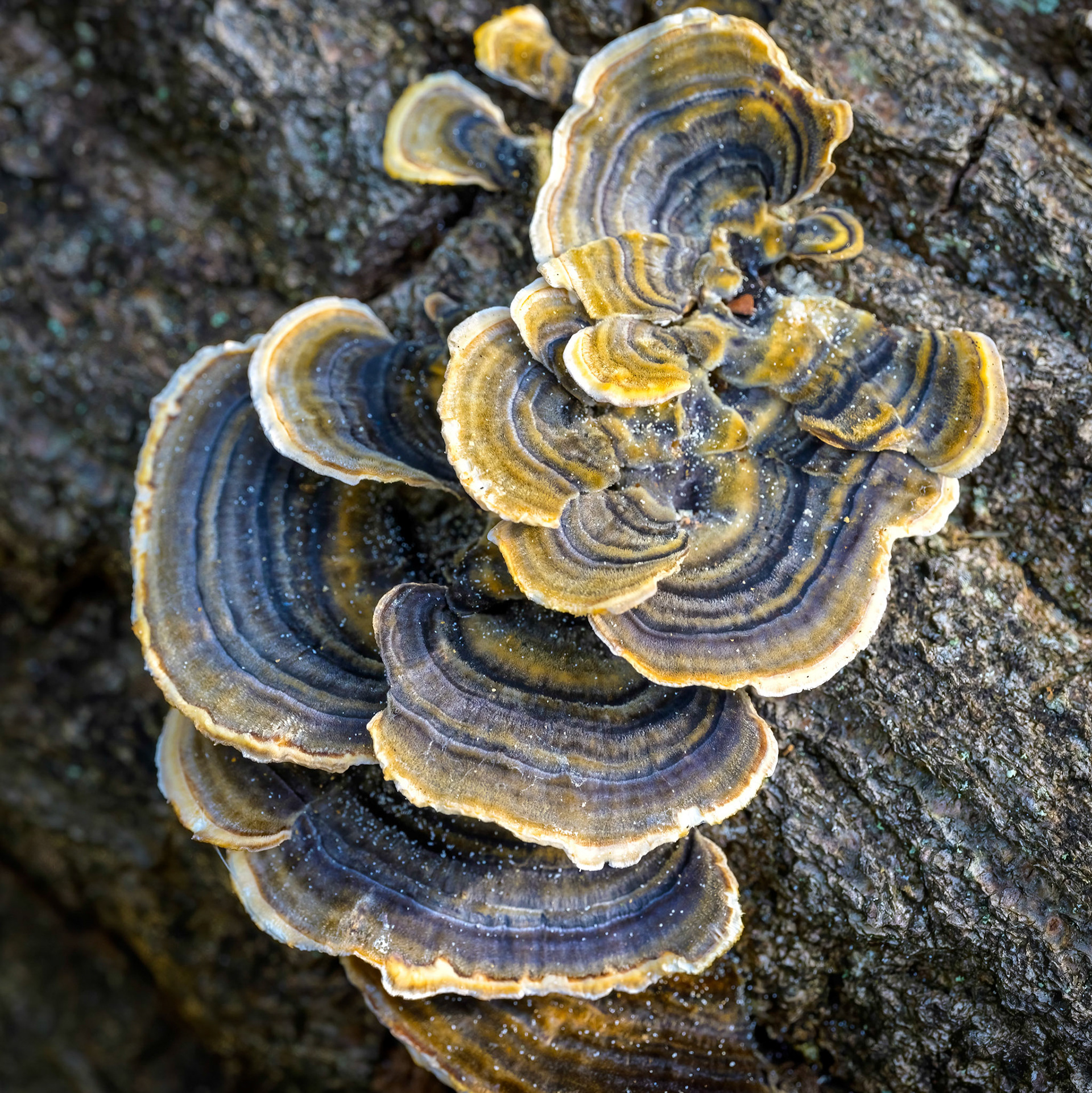 Turkey Tail fungus growing on a fallen tree branch.