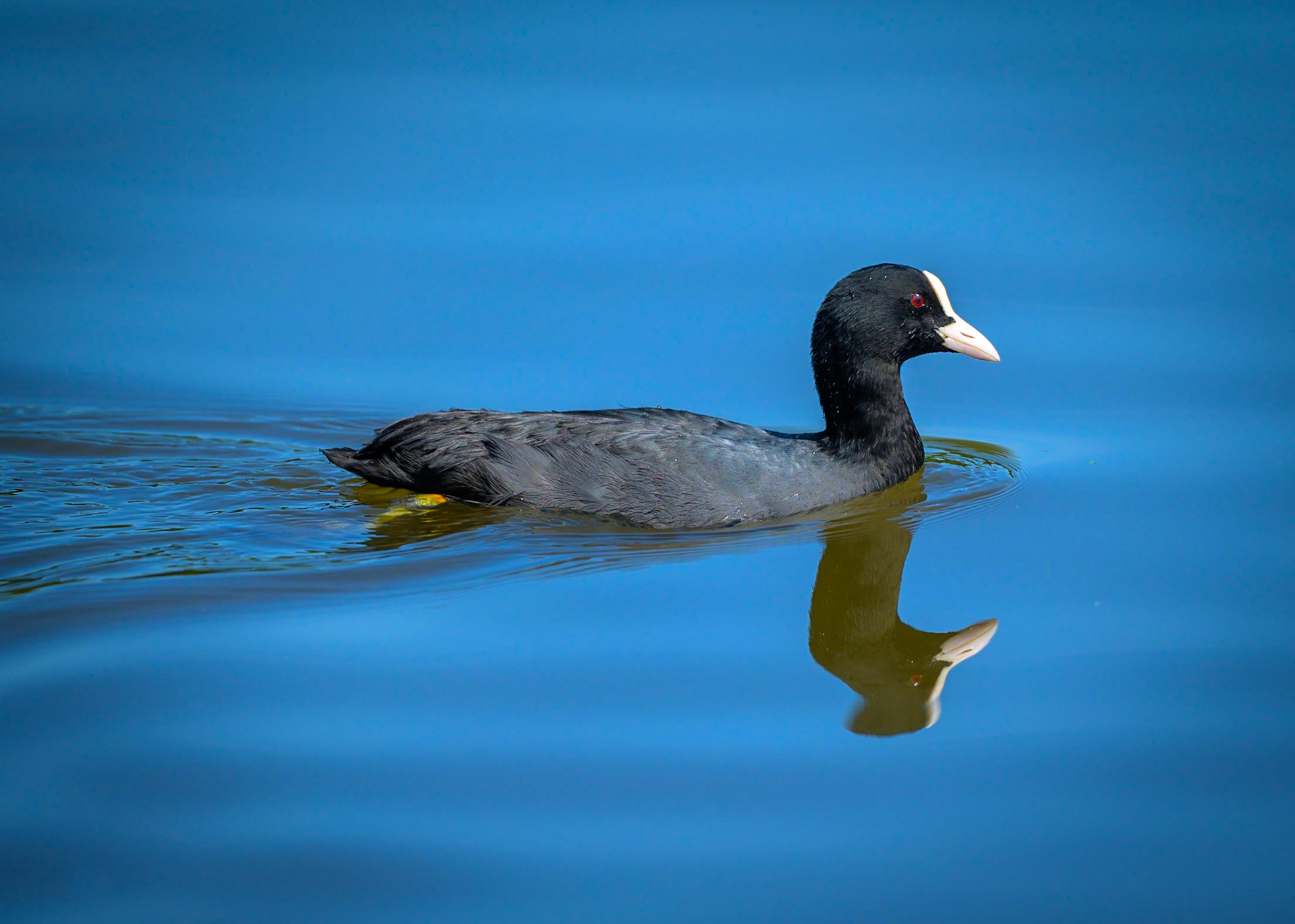 A coot on a reservoir at Fradley, UK.