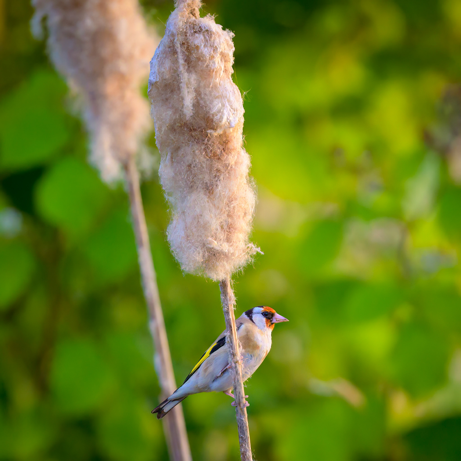 Goldfinch in Bullrushes on the Coventry canal, UK