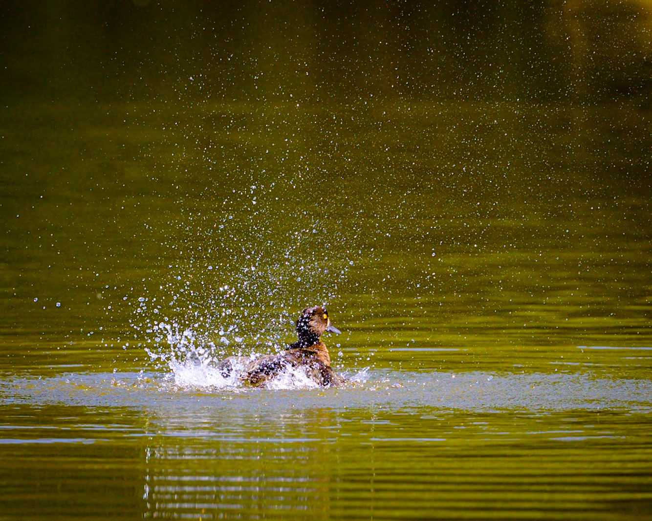 A tufted duck splashing in the water on a hot summer's day.