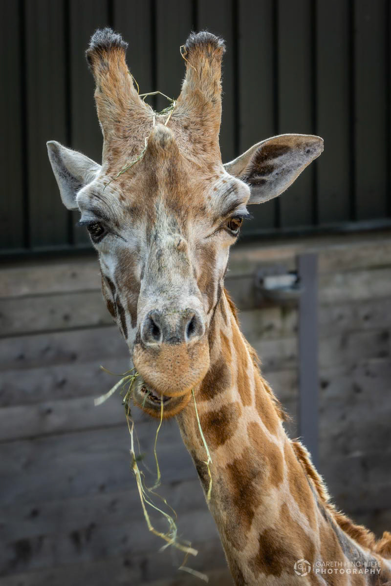 Giraffe, Cotswold Wildlife Park