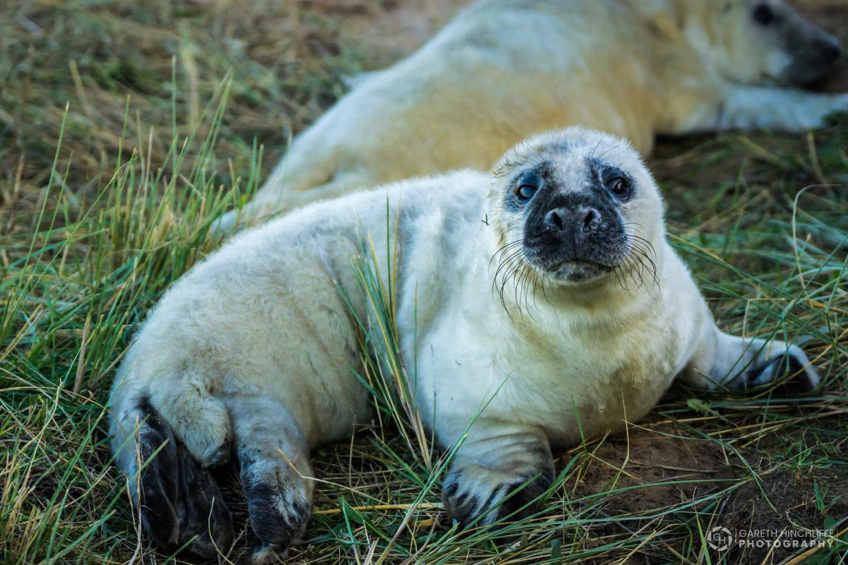 Seal Pups, Donna Nook