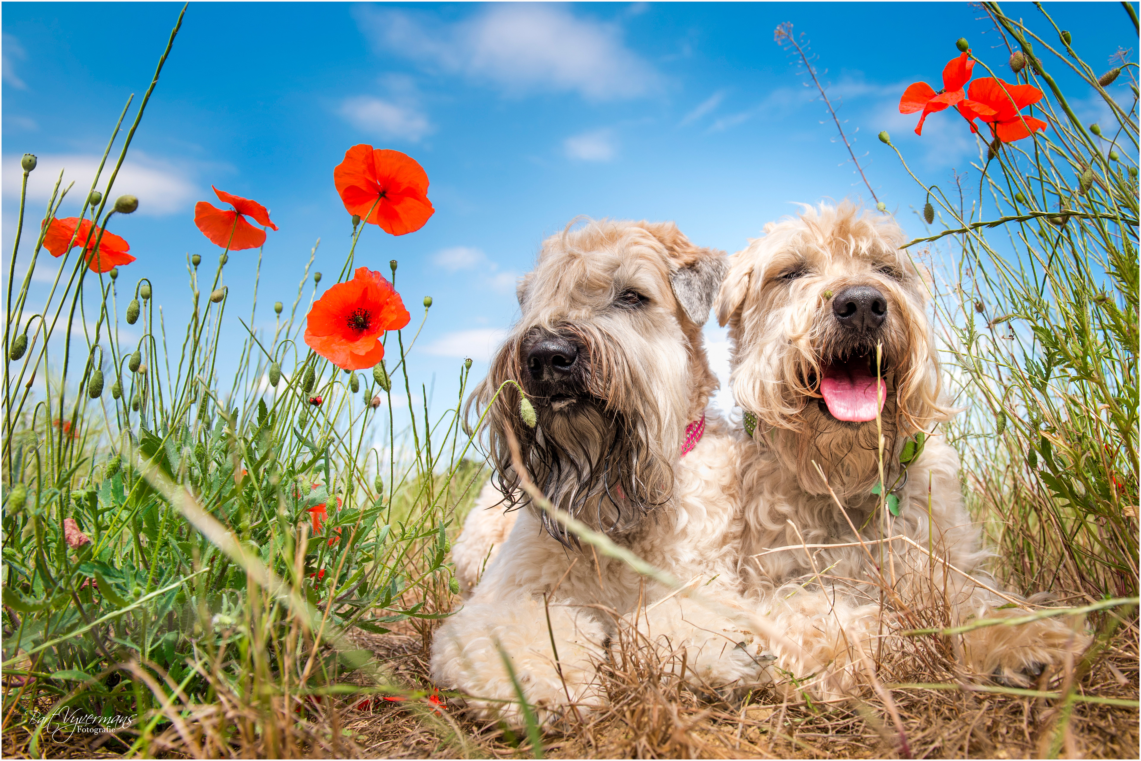 Liesje en Hercule .... Summertime!