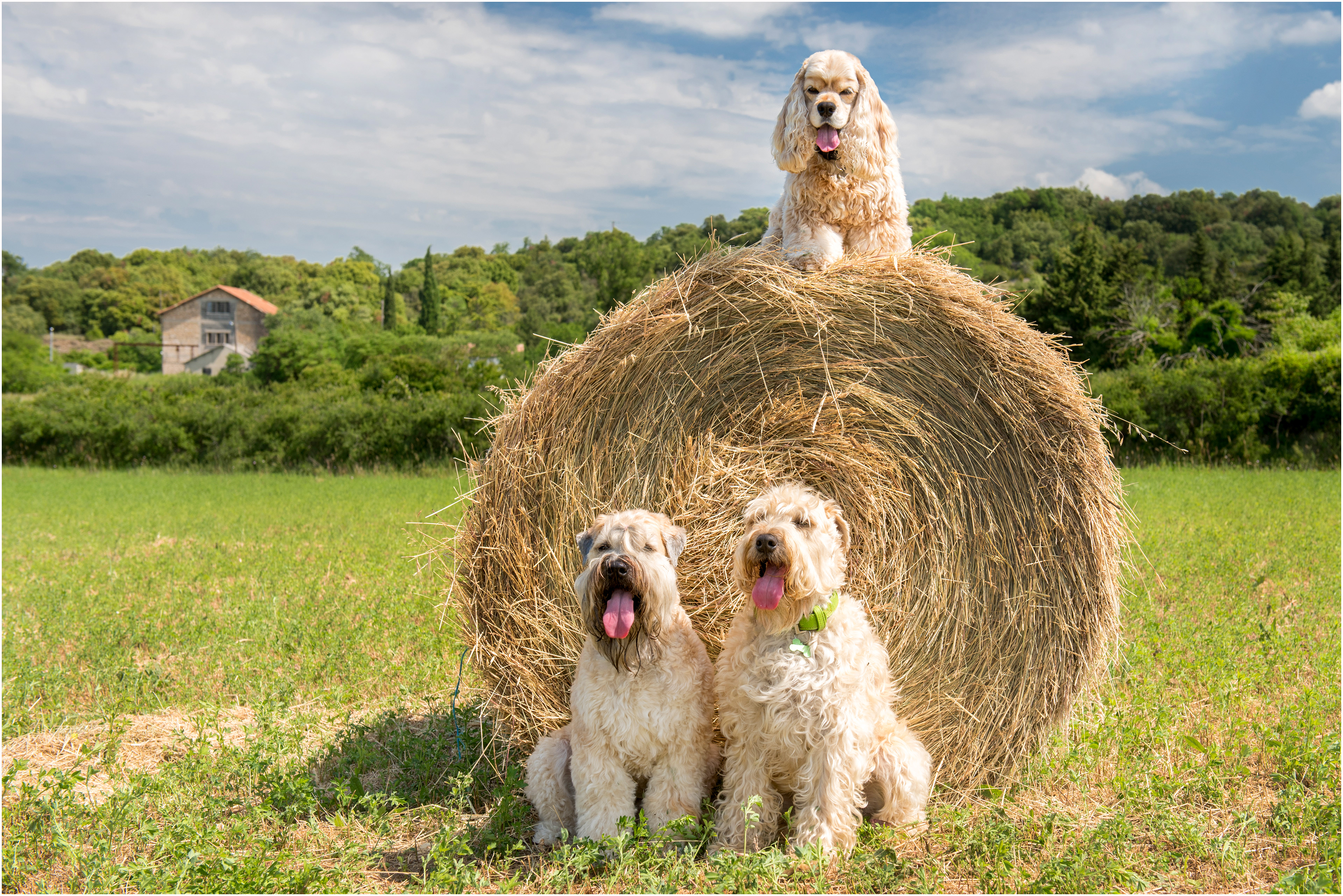 Trio