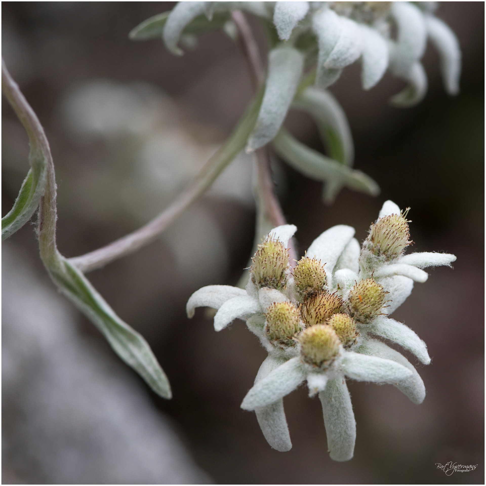 Edelweiss