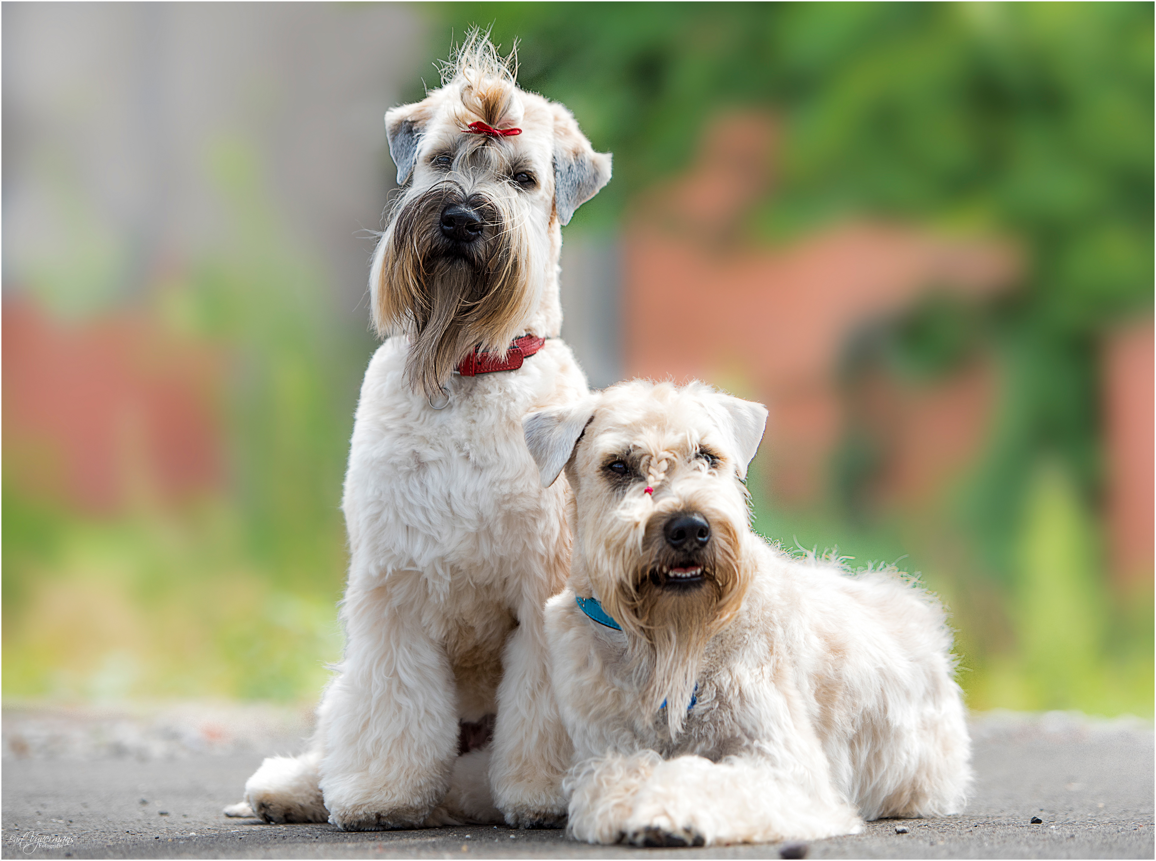 Tha Wheaten Gang