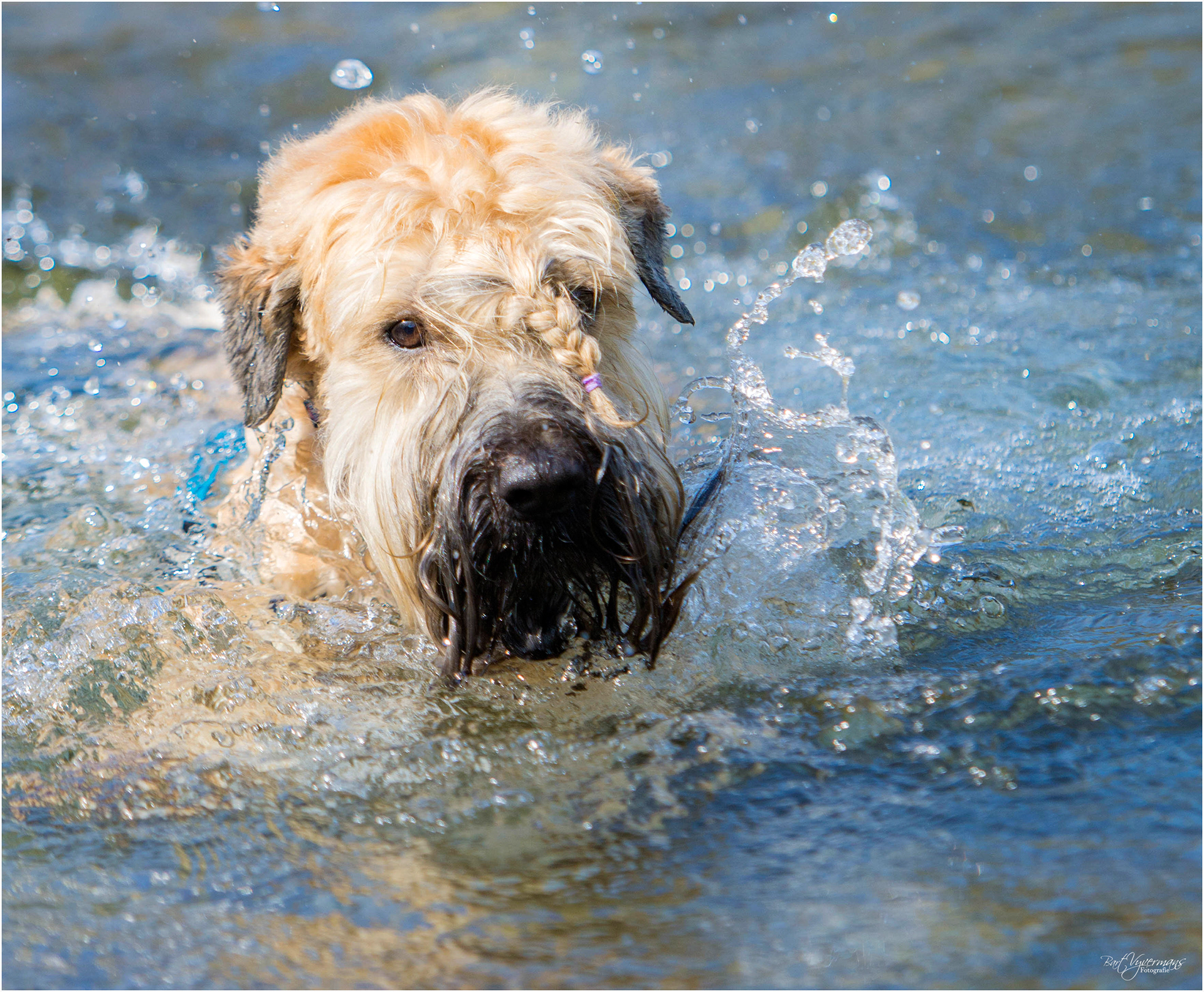 Doggy Wash