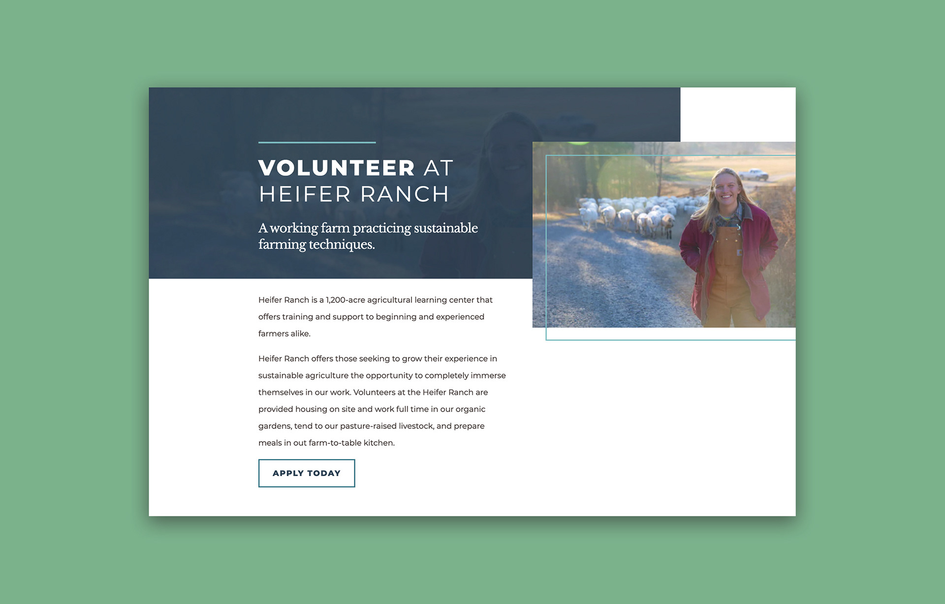 A section of the main Heifer Ranch volunteer page. This shows the introduction, call to action button, and an image of a woman standing in front of a herd of sheep.