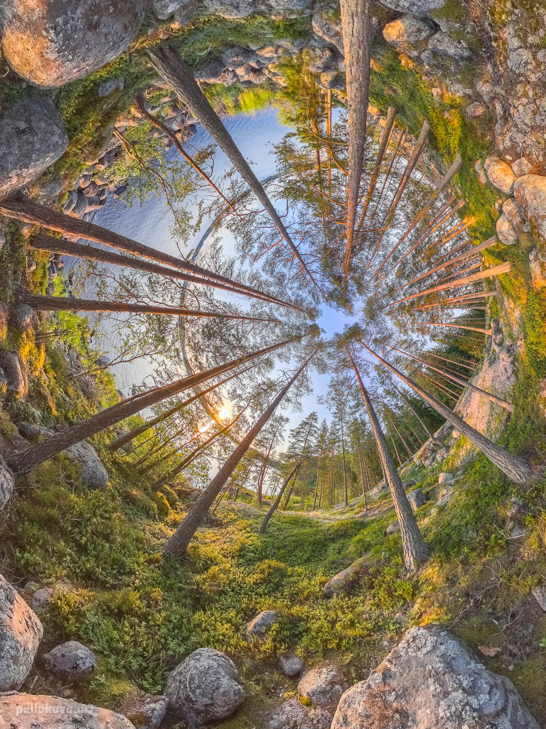 Pine forest 1 (zoomed in)