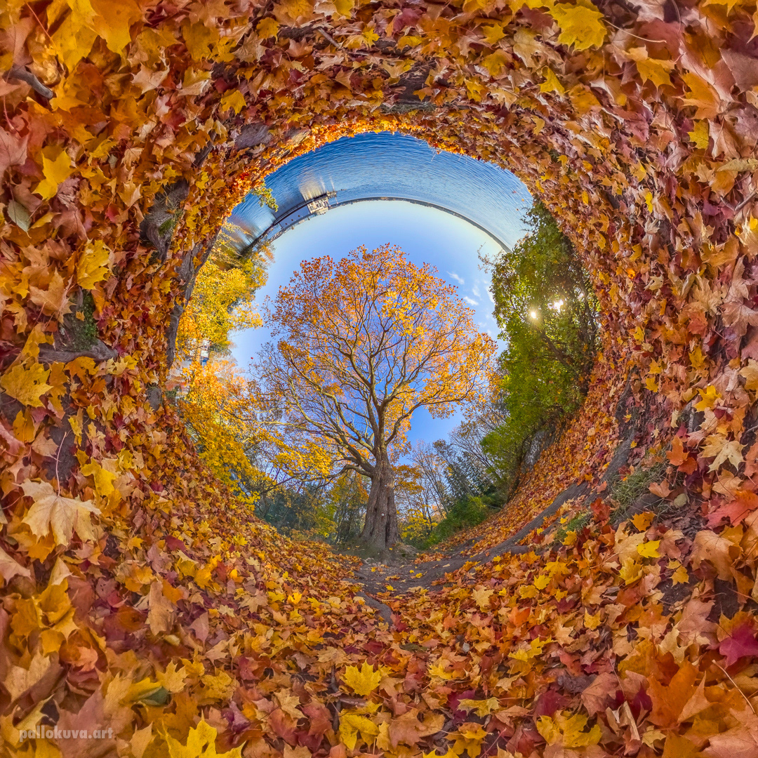 Autumnal Maple 1 / Syksyinen vaahtera 1