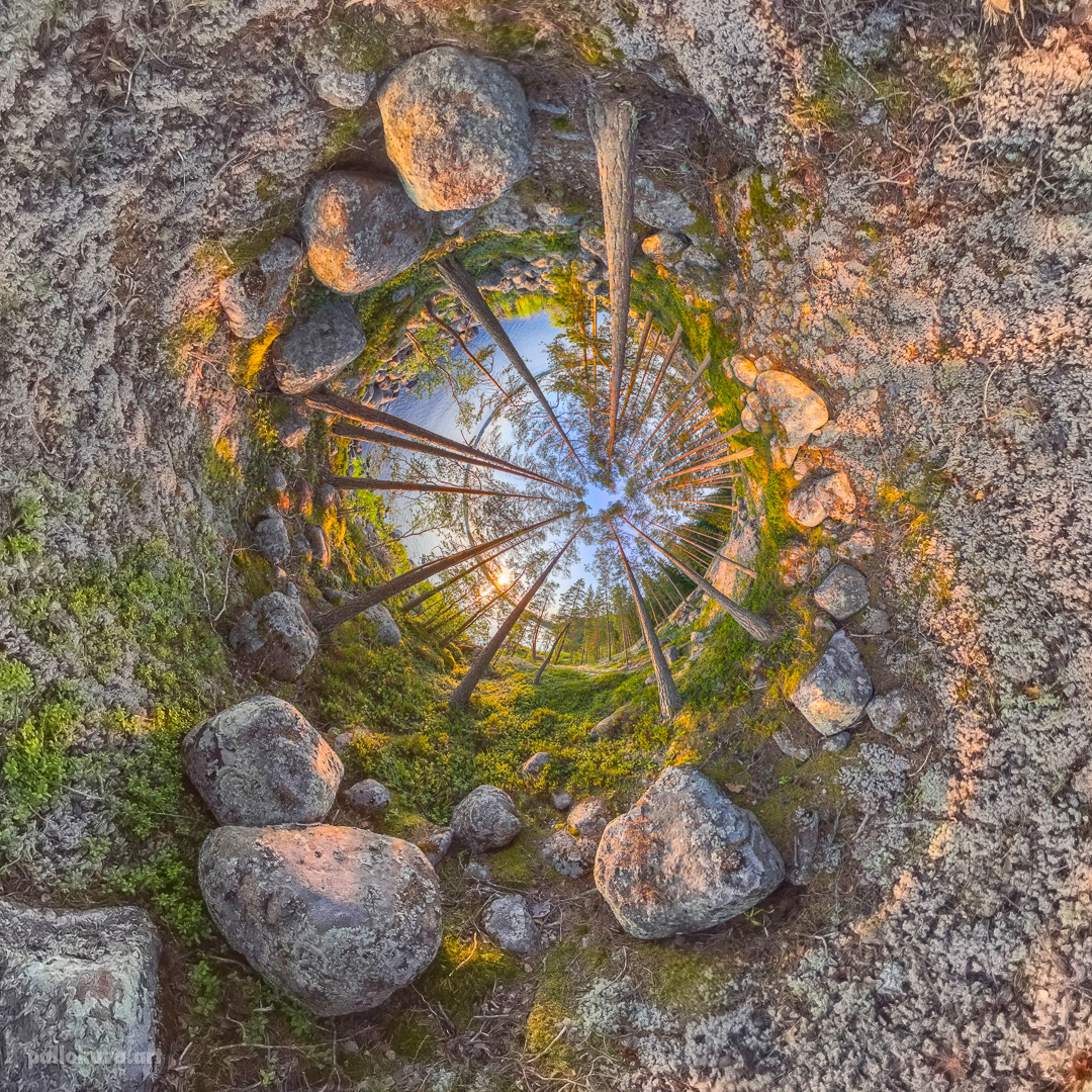 Pineforest 1 / Mäntymetsä 1