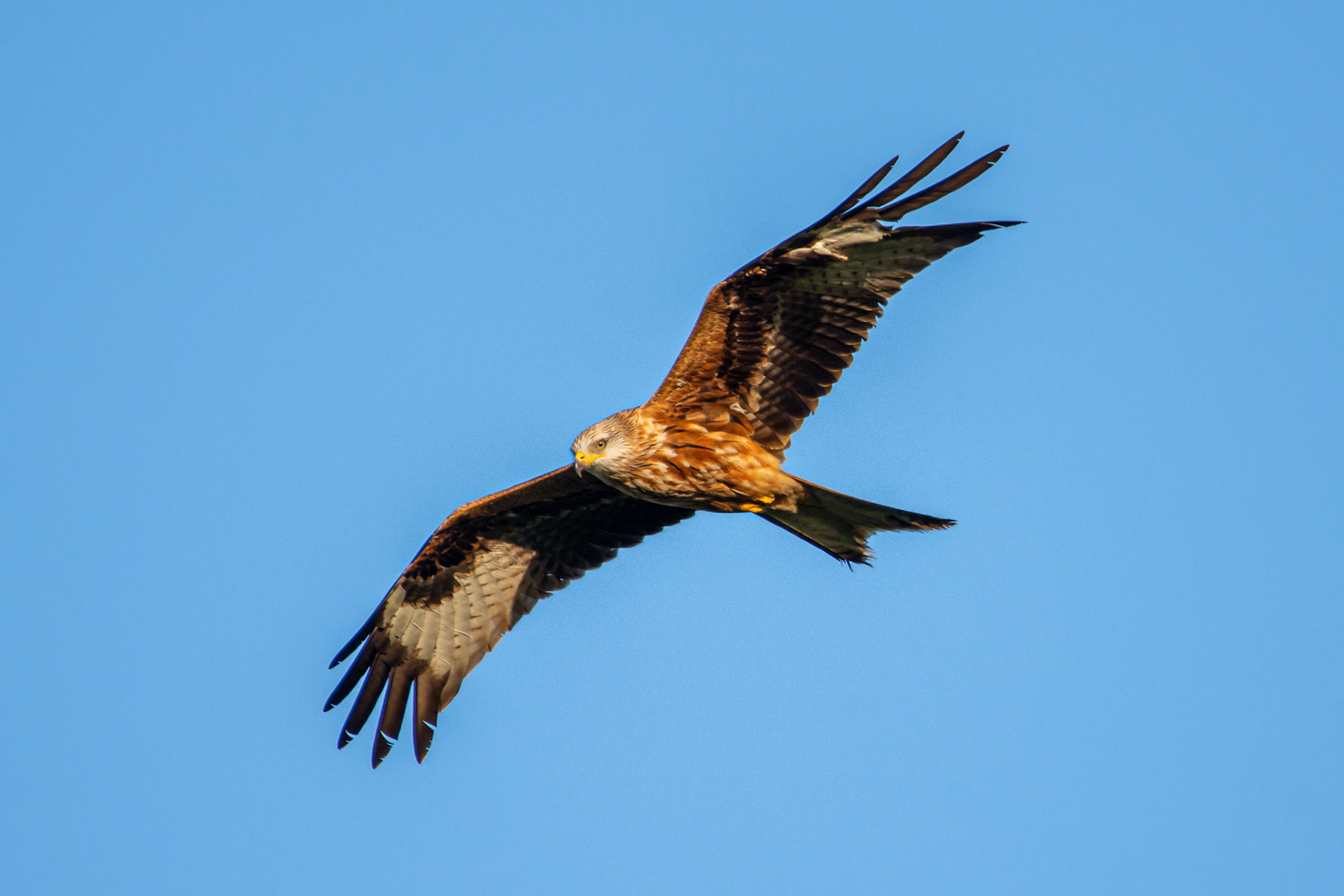 Red Kite