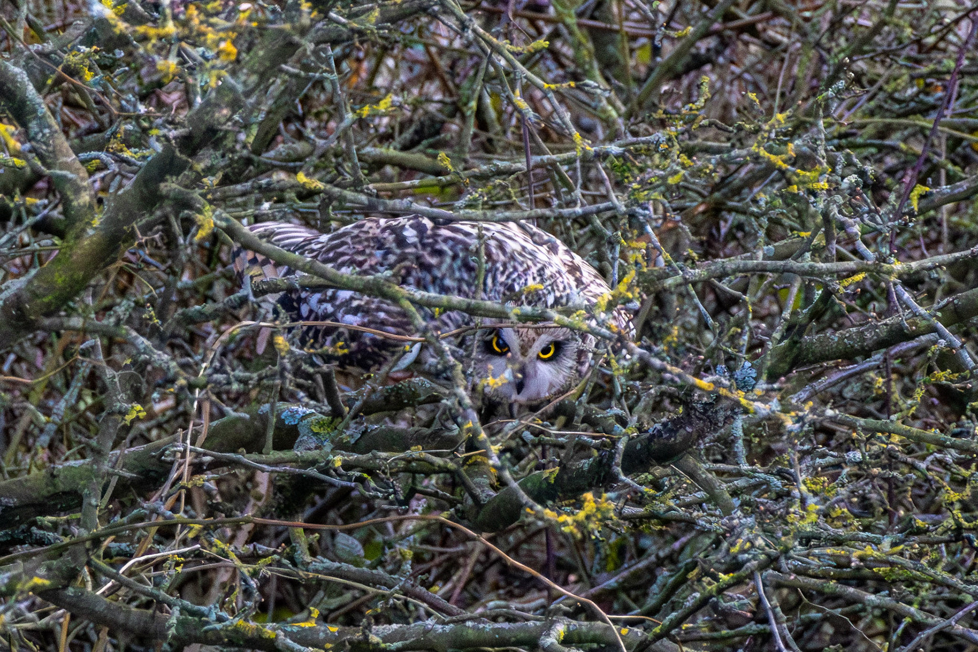 Short Eared Owl