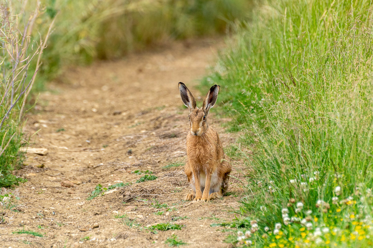 Brown Hare