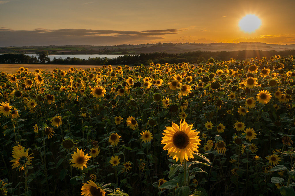 Sunflowers Eybrook reservoir July 2023