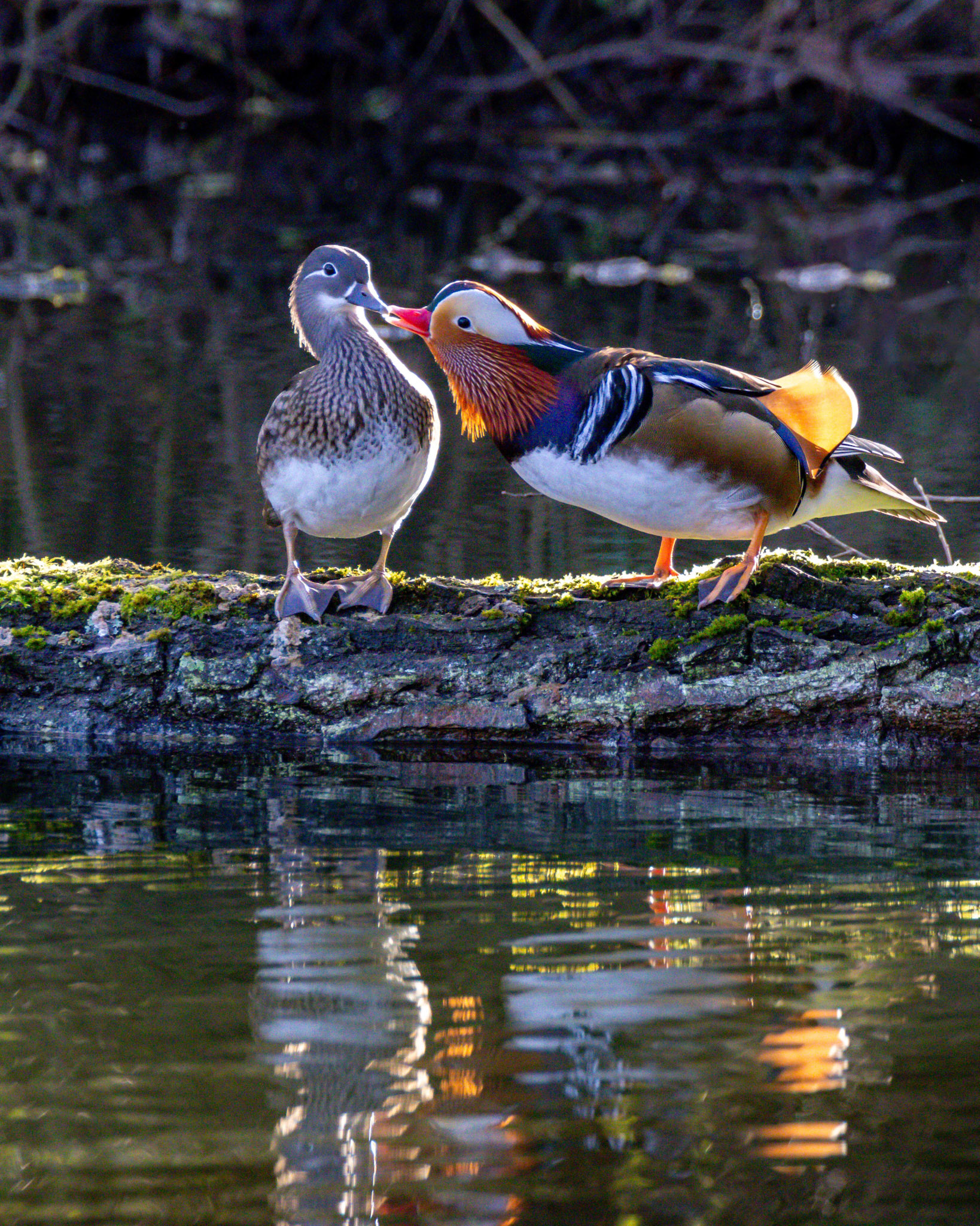 Mandarin Ducks