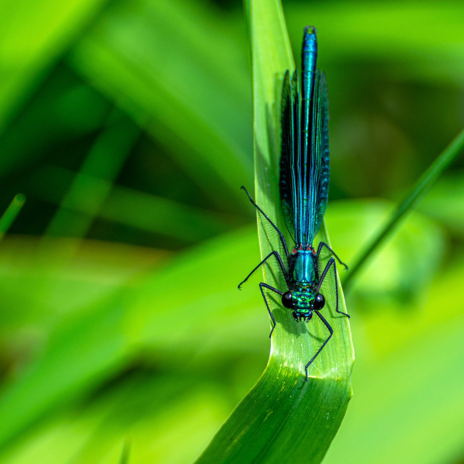 Banded Demoiselle