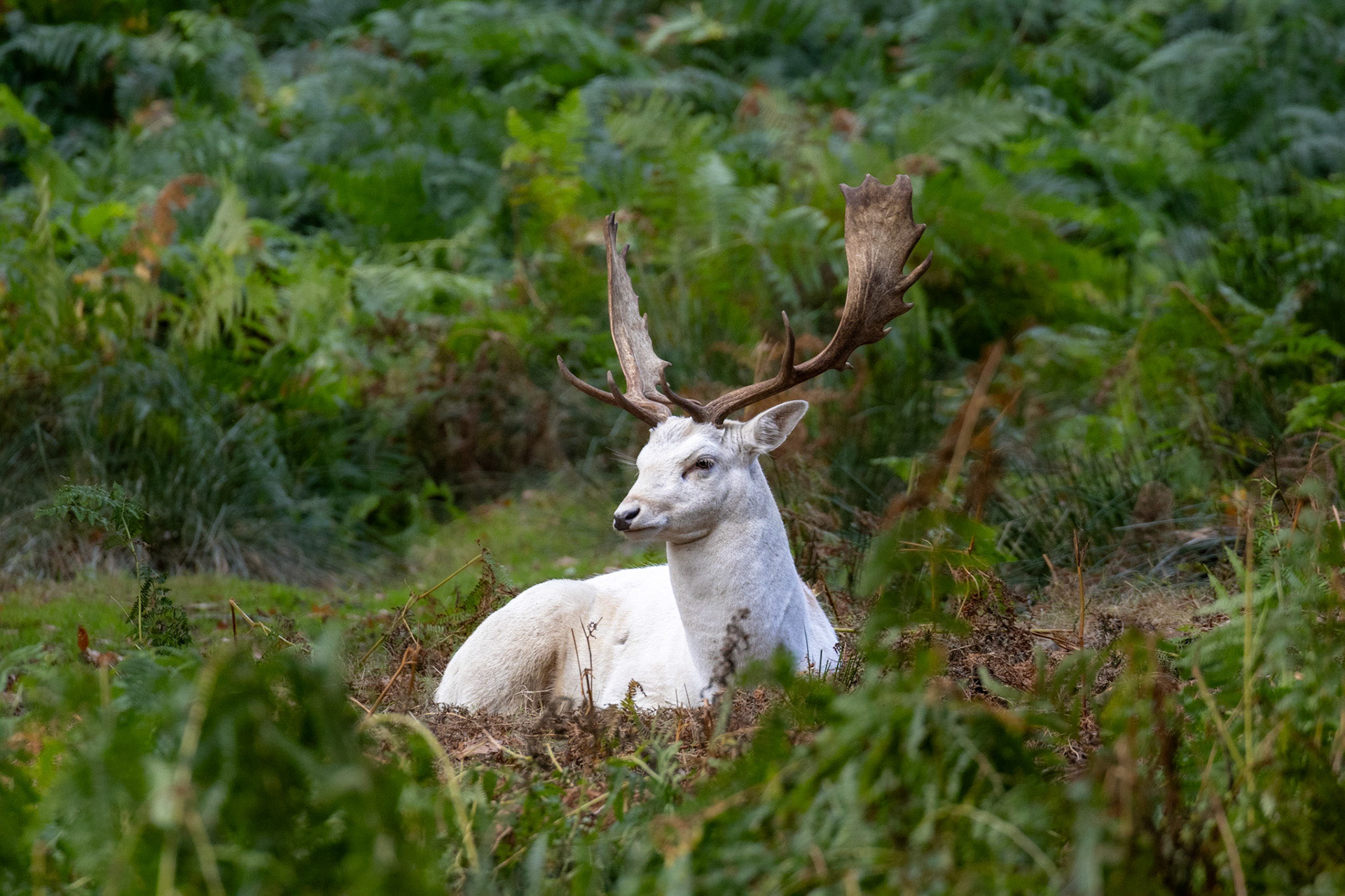 White Buck 