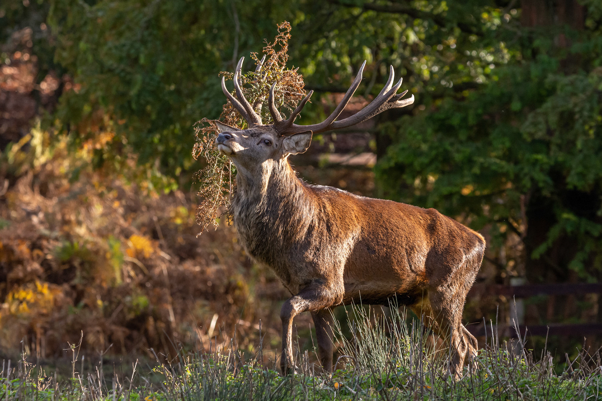 Red Stag