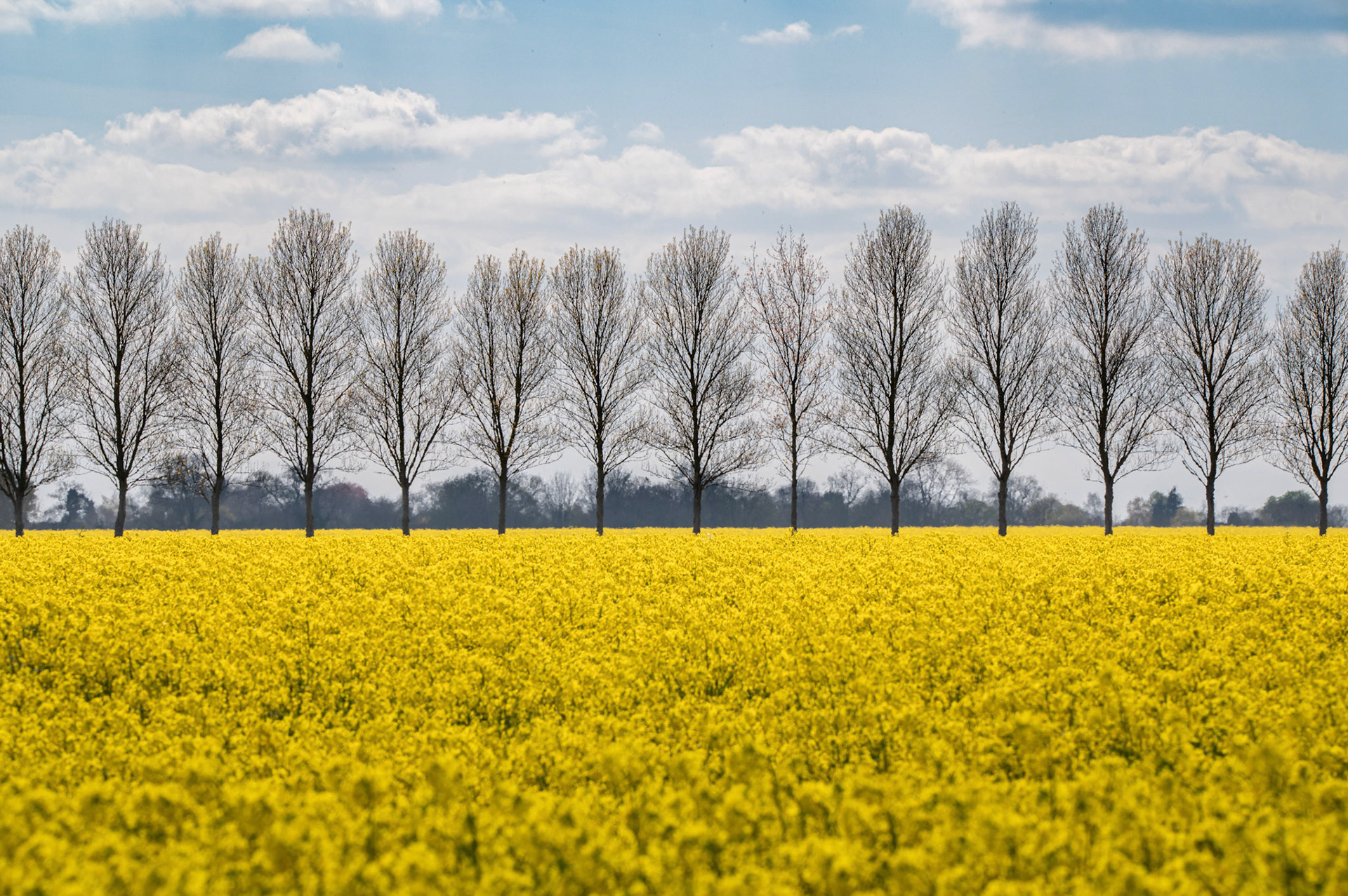 Trees near Thistleton Rutland