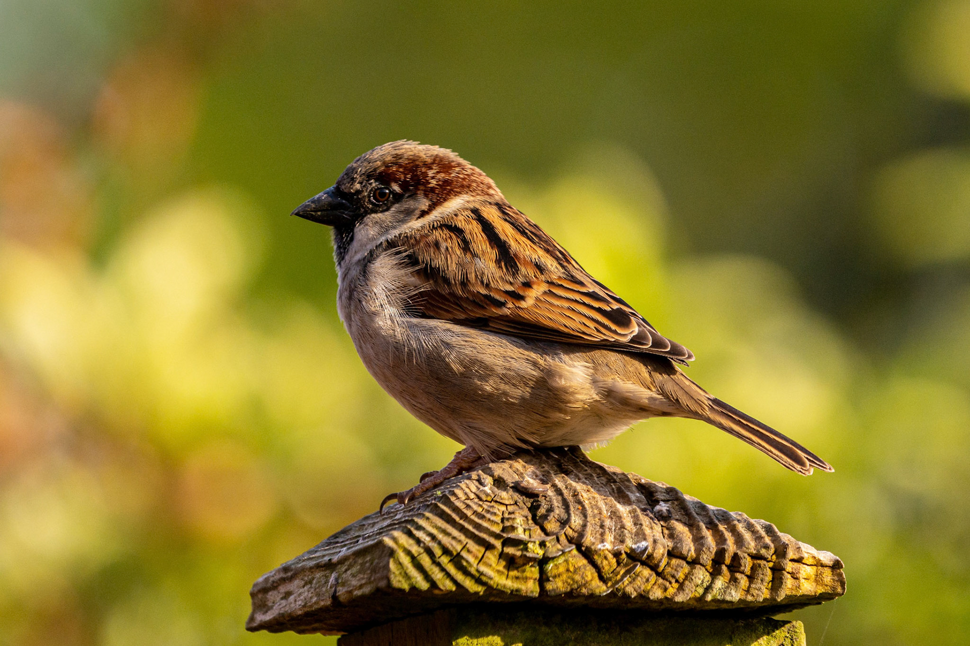 Back garden House Sparrow