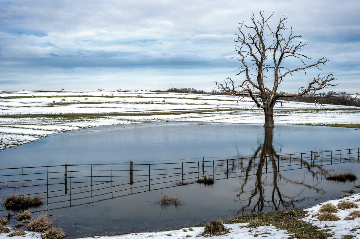 Dead tree at Launde Abbey