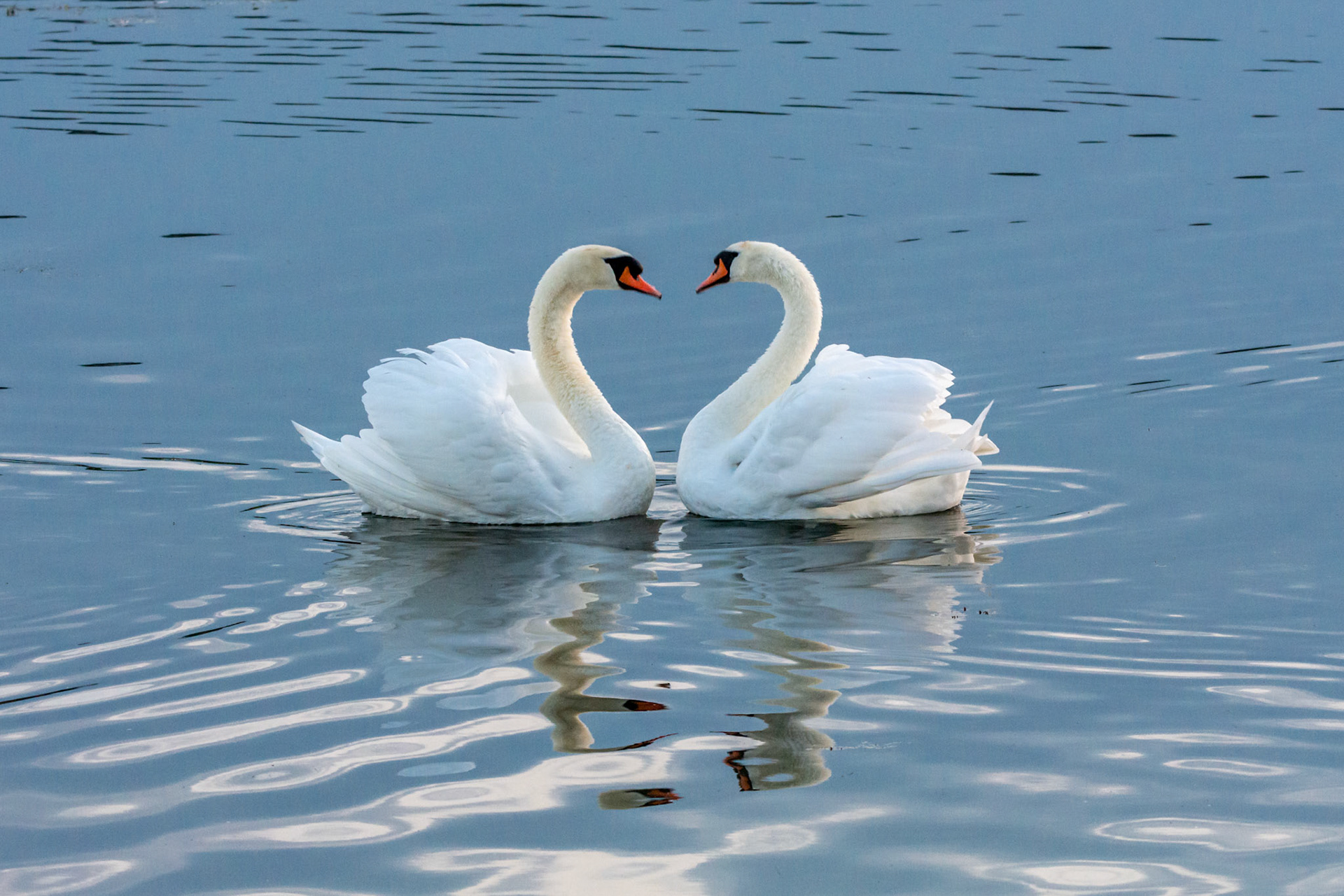 Swan Heart