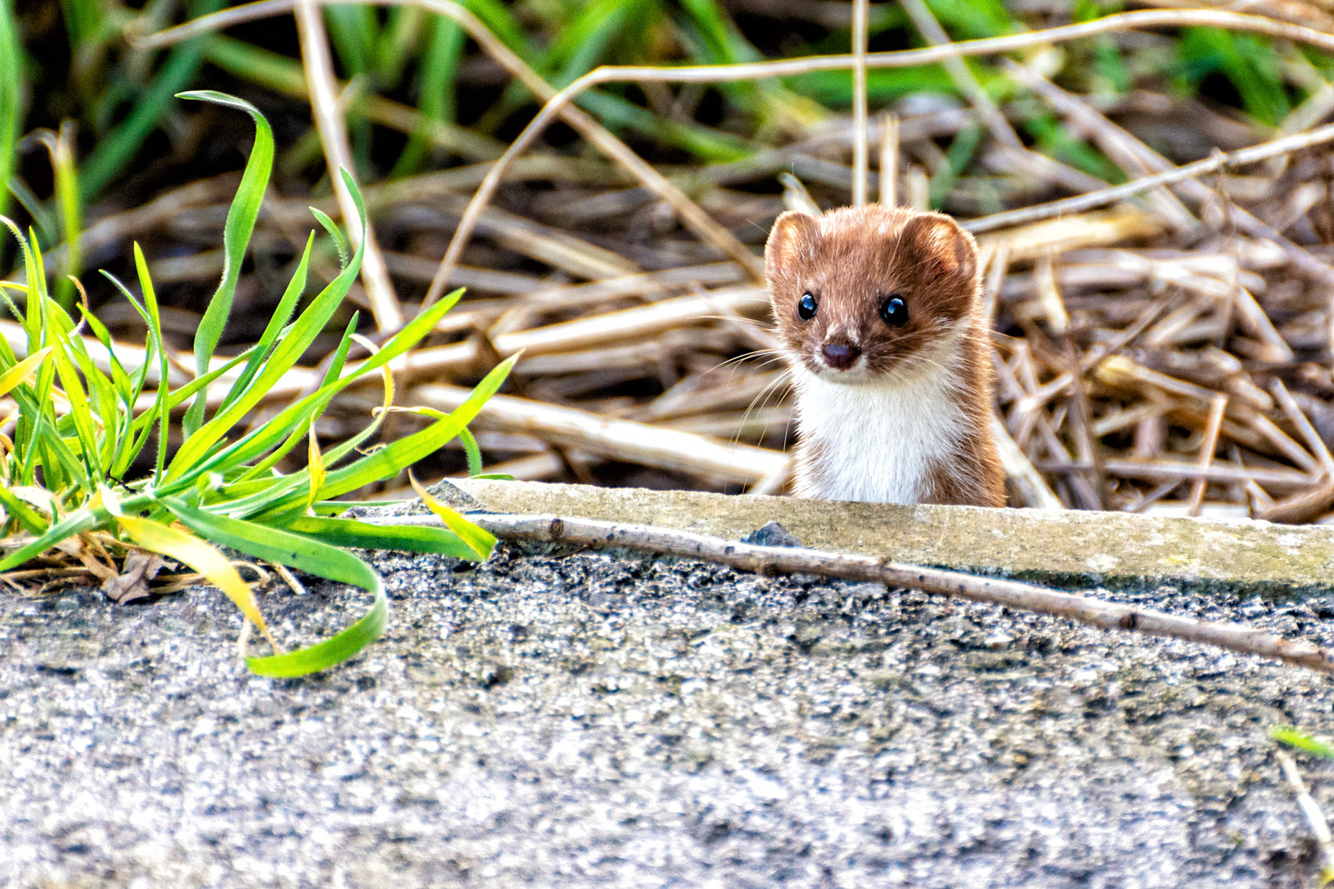 Pop Goes the Weasel!