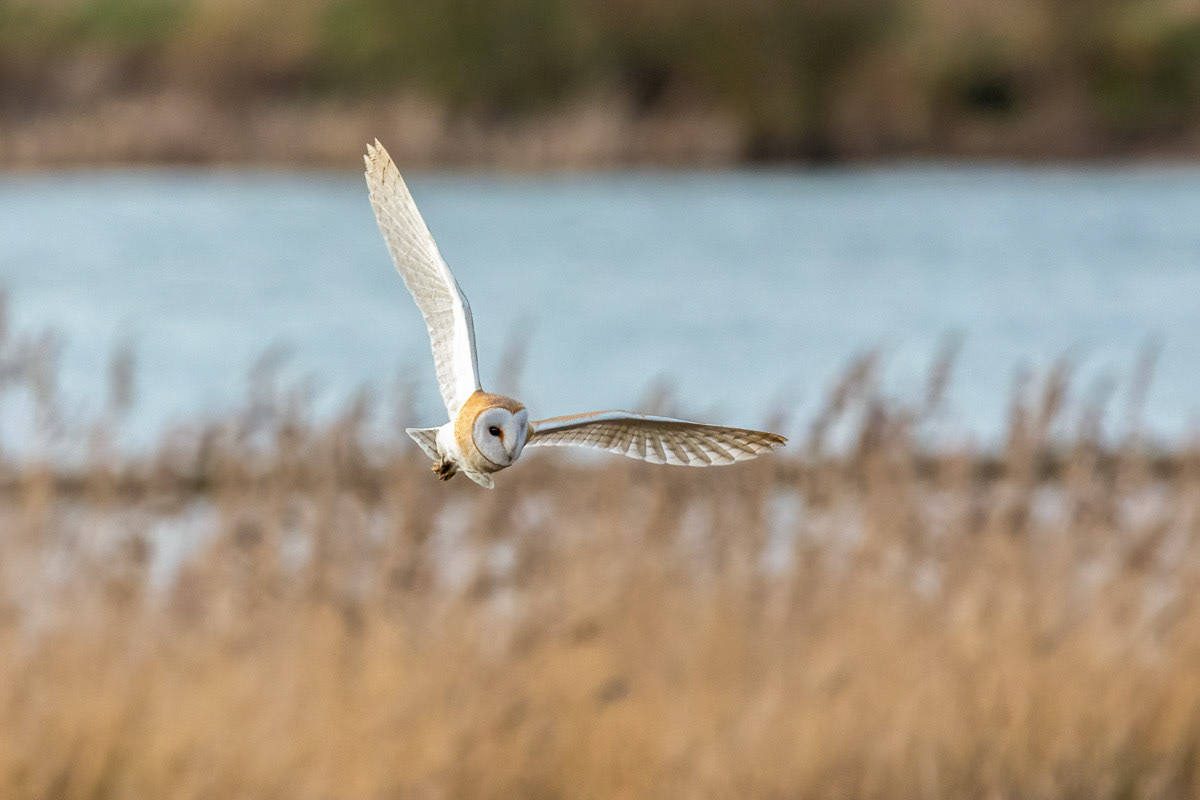 Barn Owl