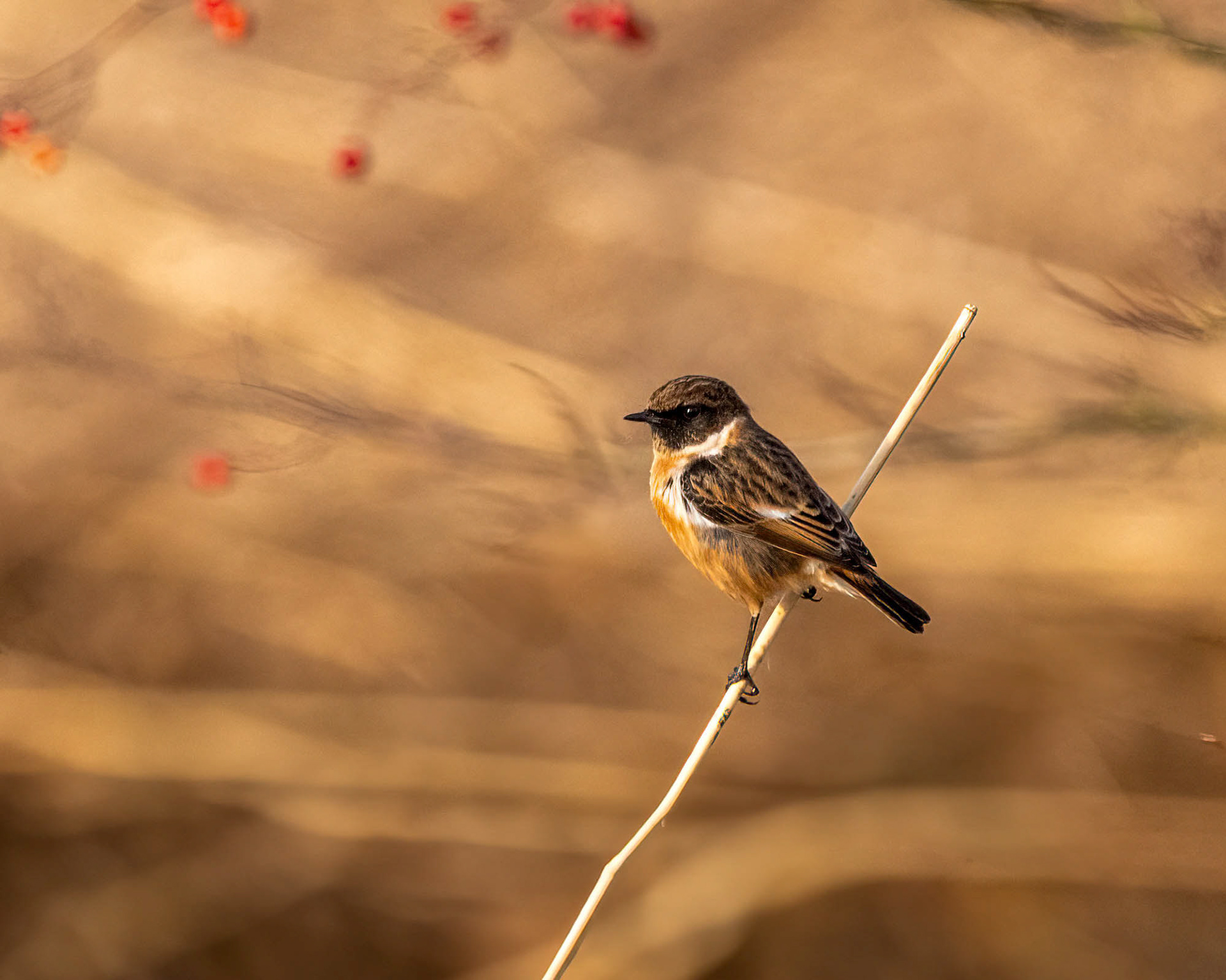 Male Stone Chat