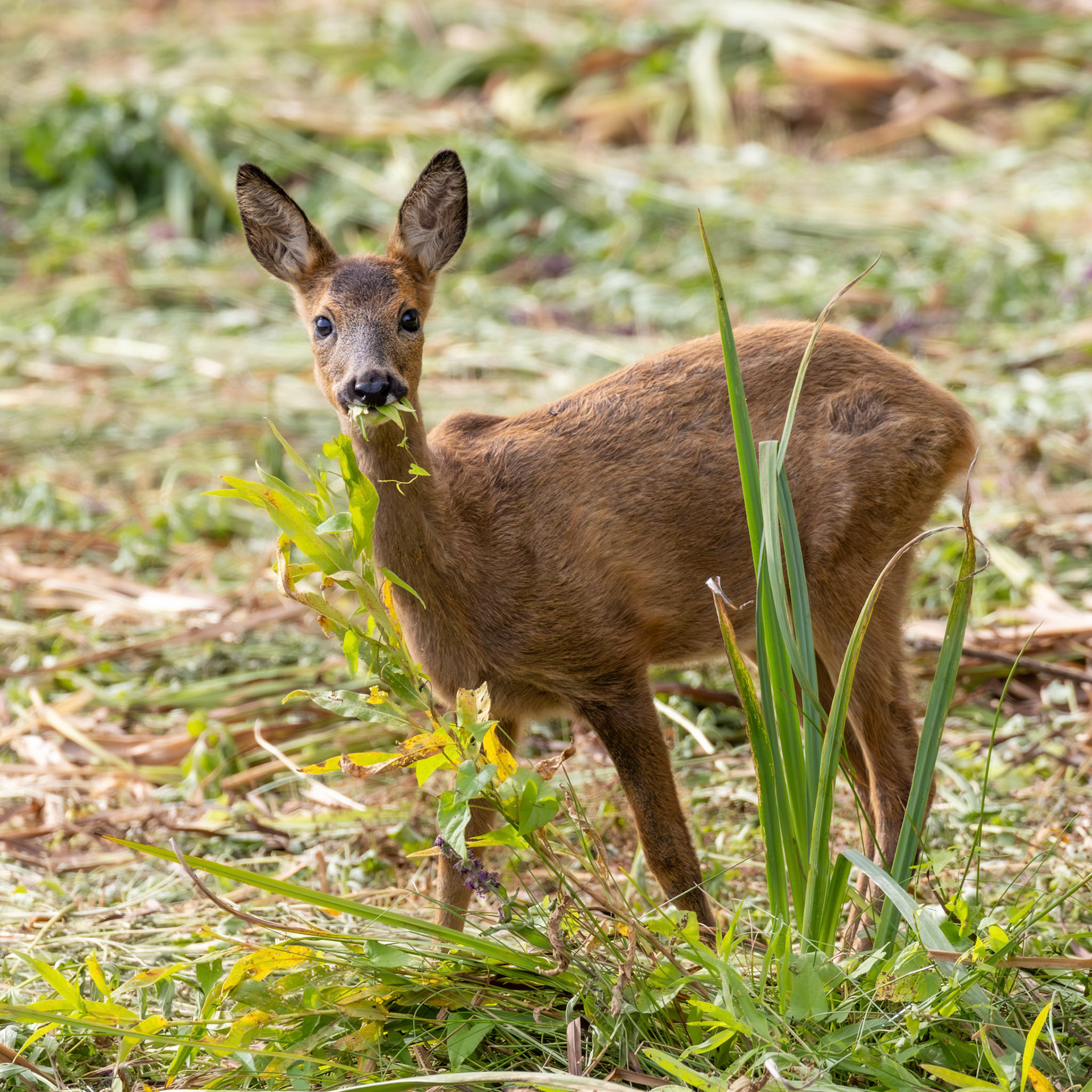 Roe Deer Ferry Meadows 