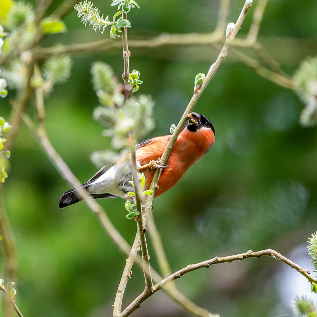 Male Bullfinch