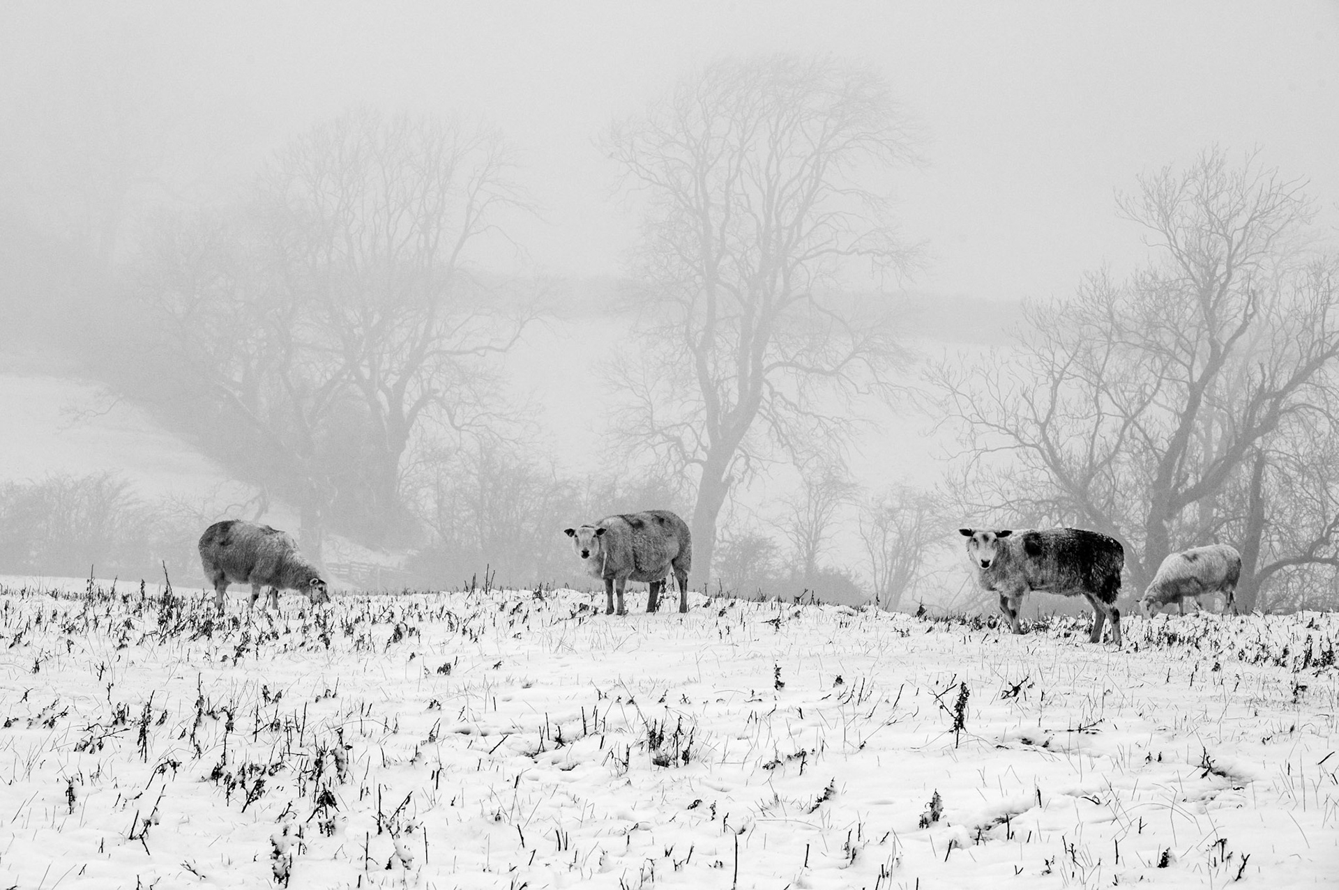 Sheep in  the snow Barleythorpe January 2024