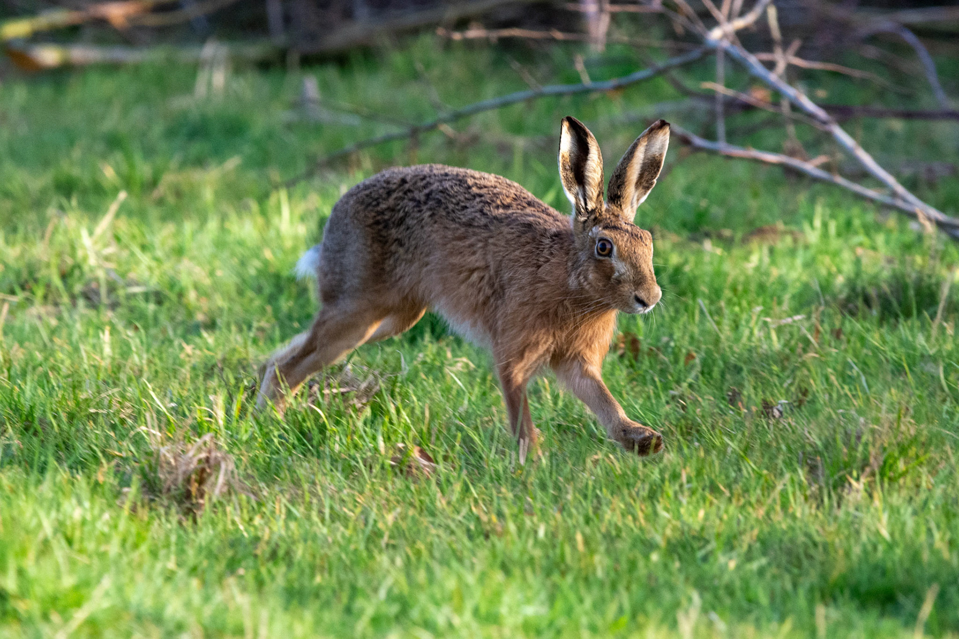 Brown Hare
