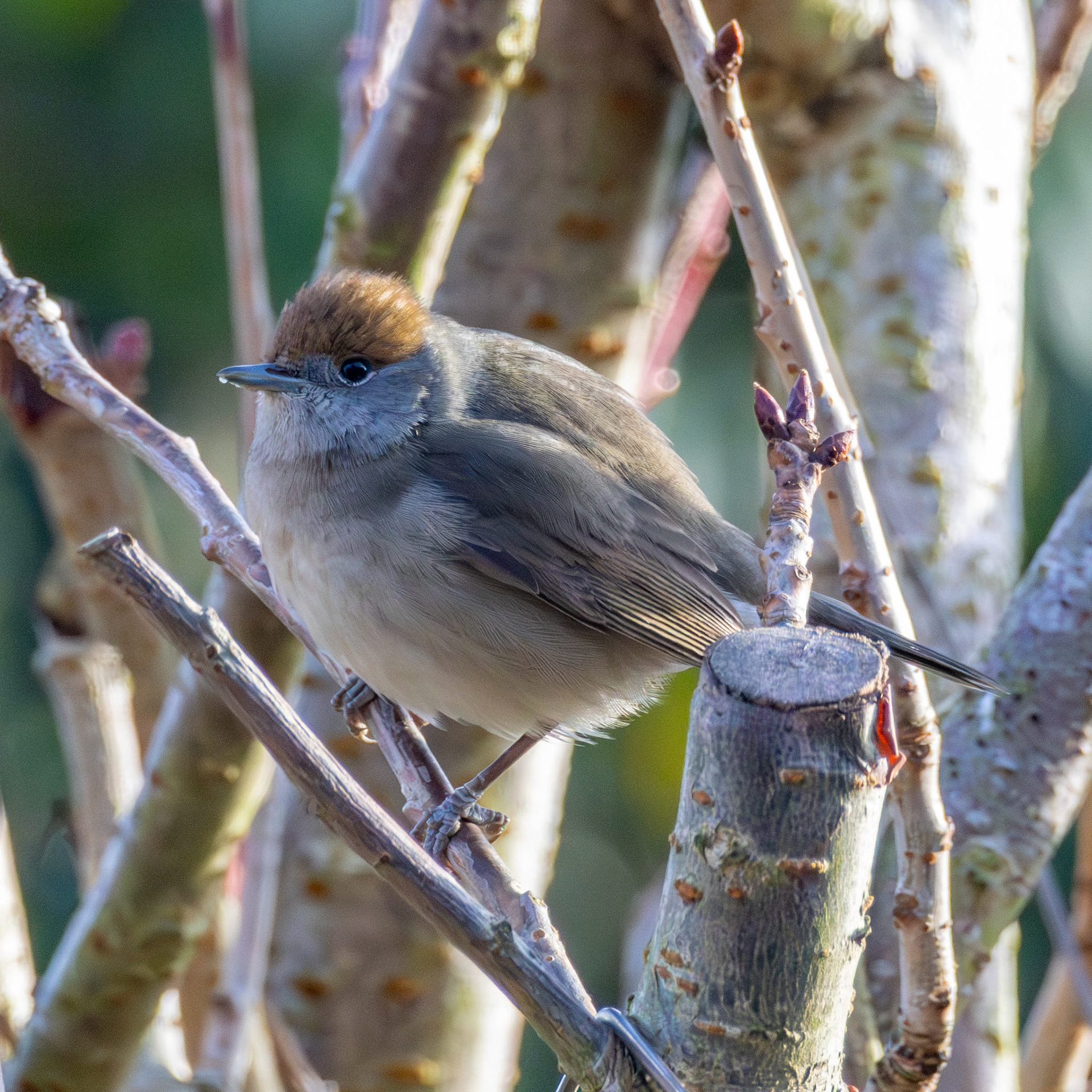 Female Black Cap