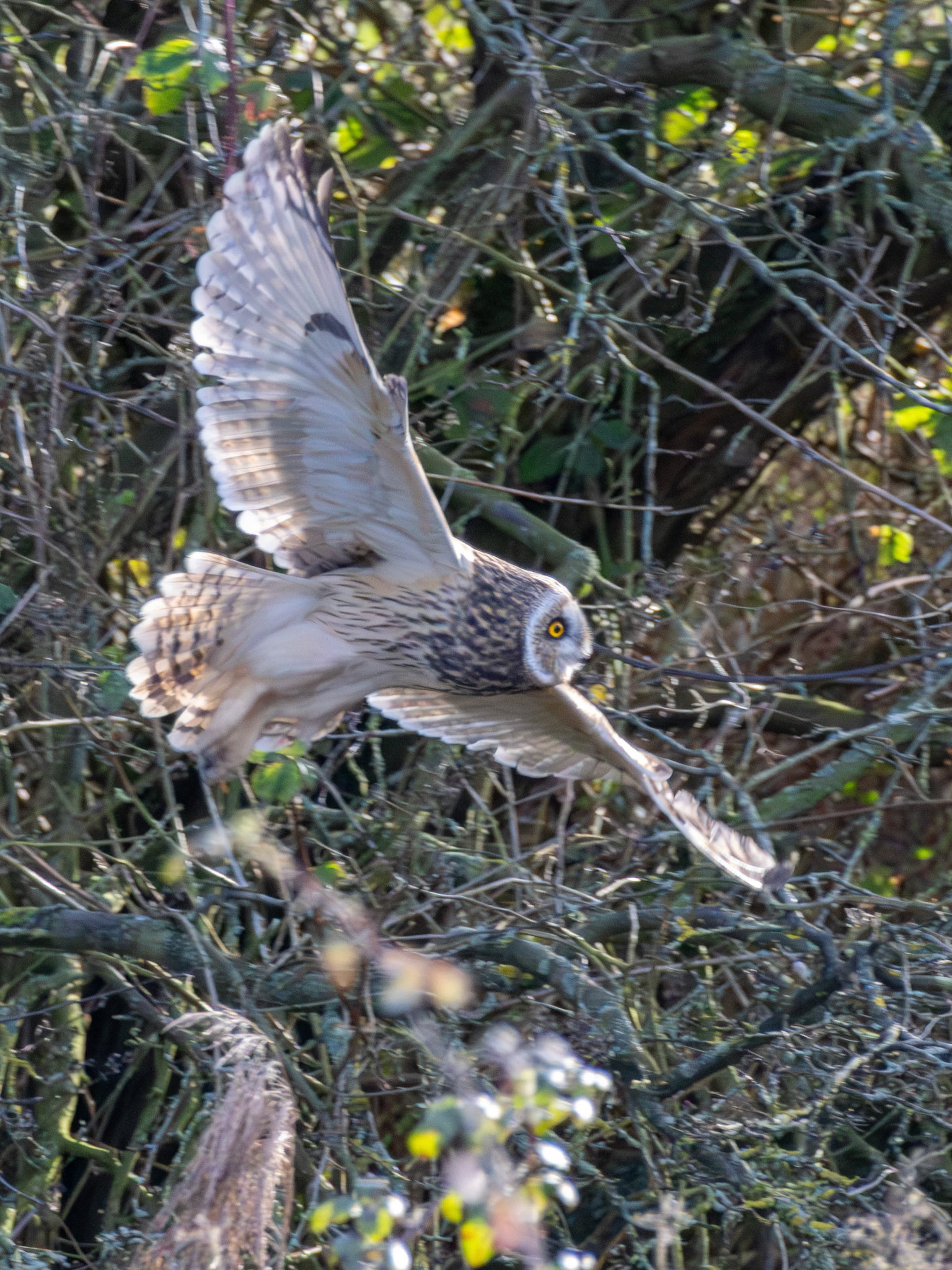 Short Eared Owl