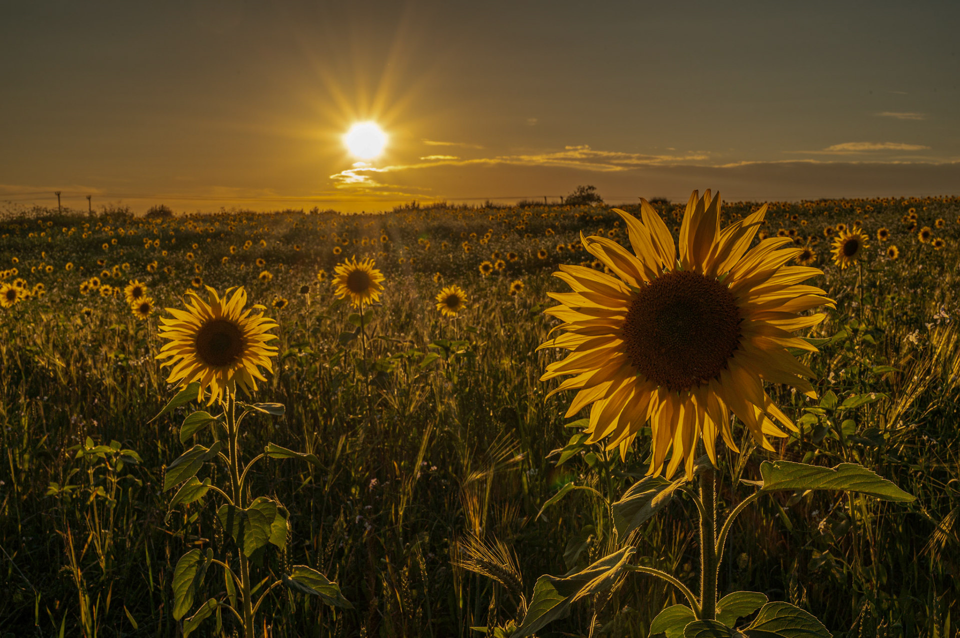 Sunflowers in Rutland September 2024