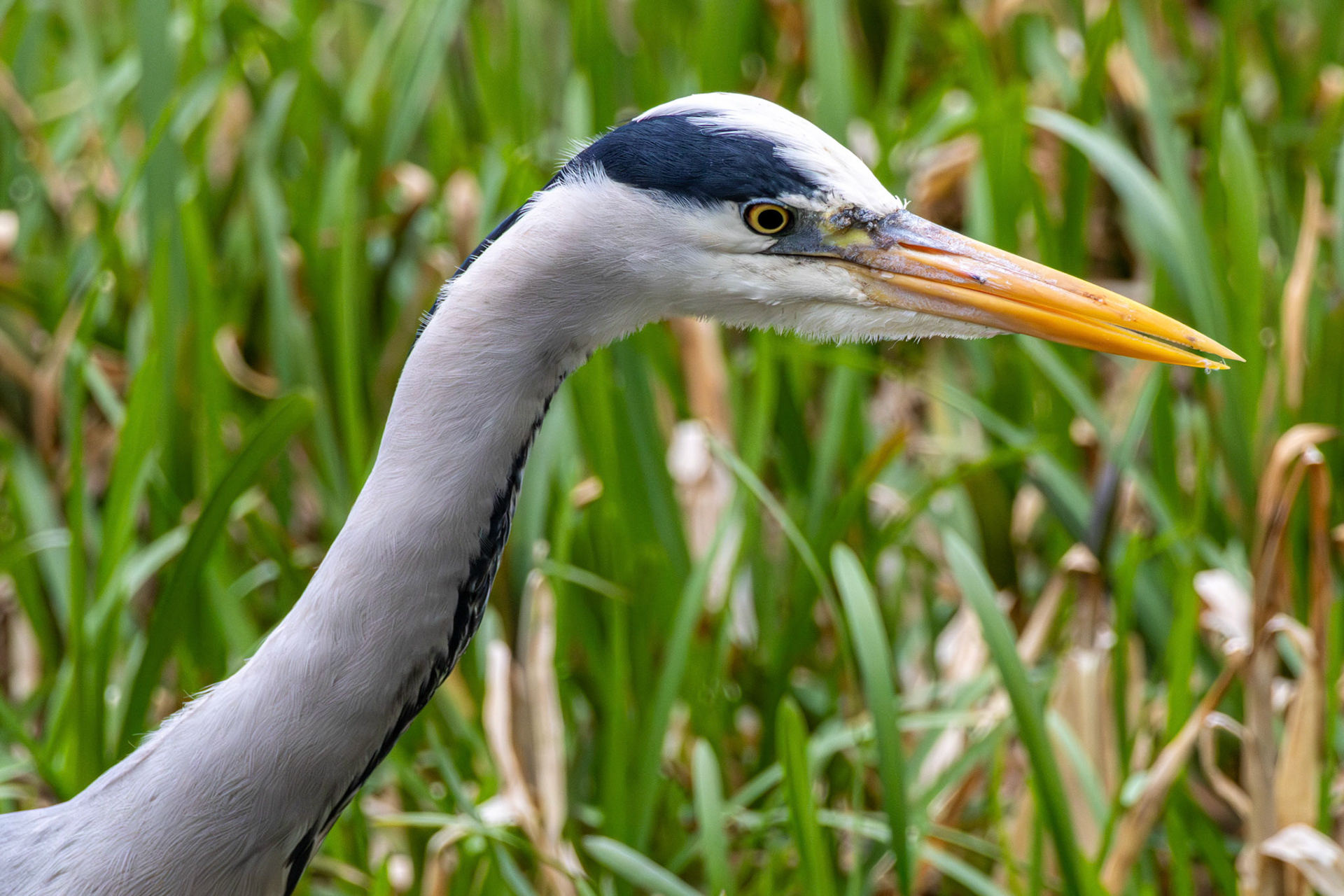 Grey Heron