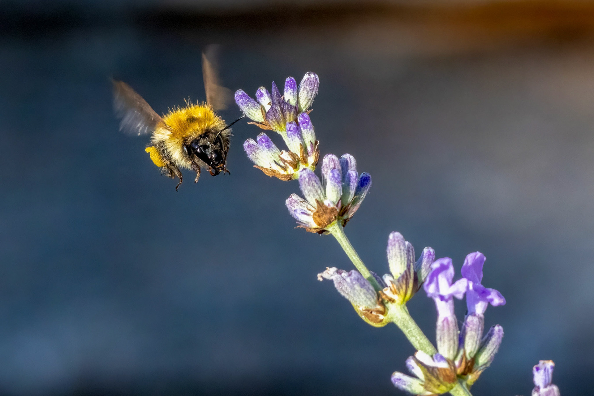 Bee on Lavender