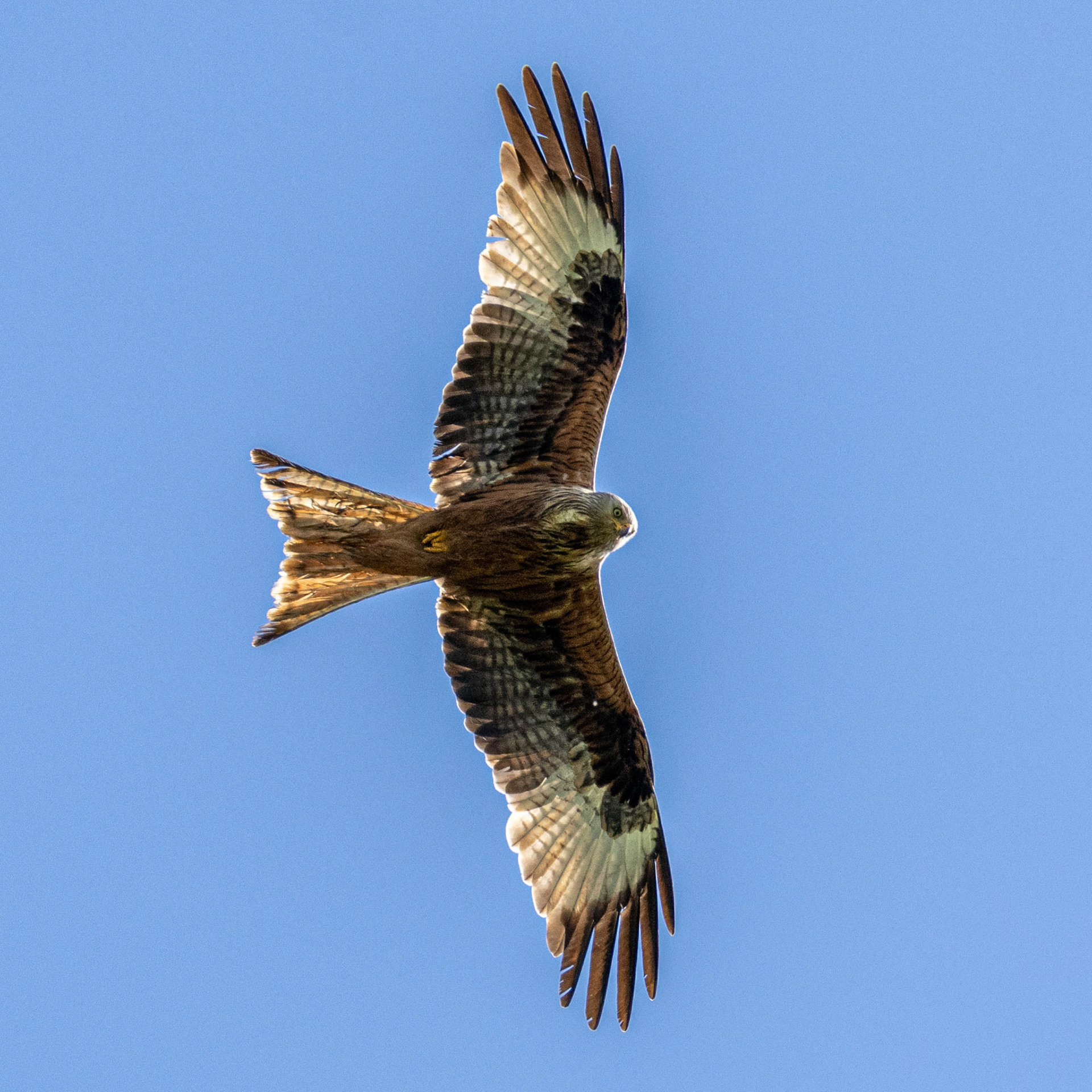 Red Kite
