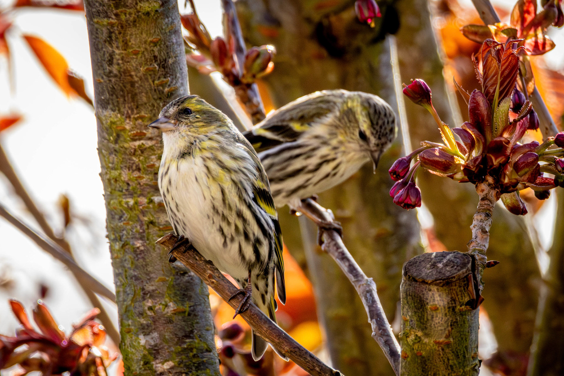 Female Siskins