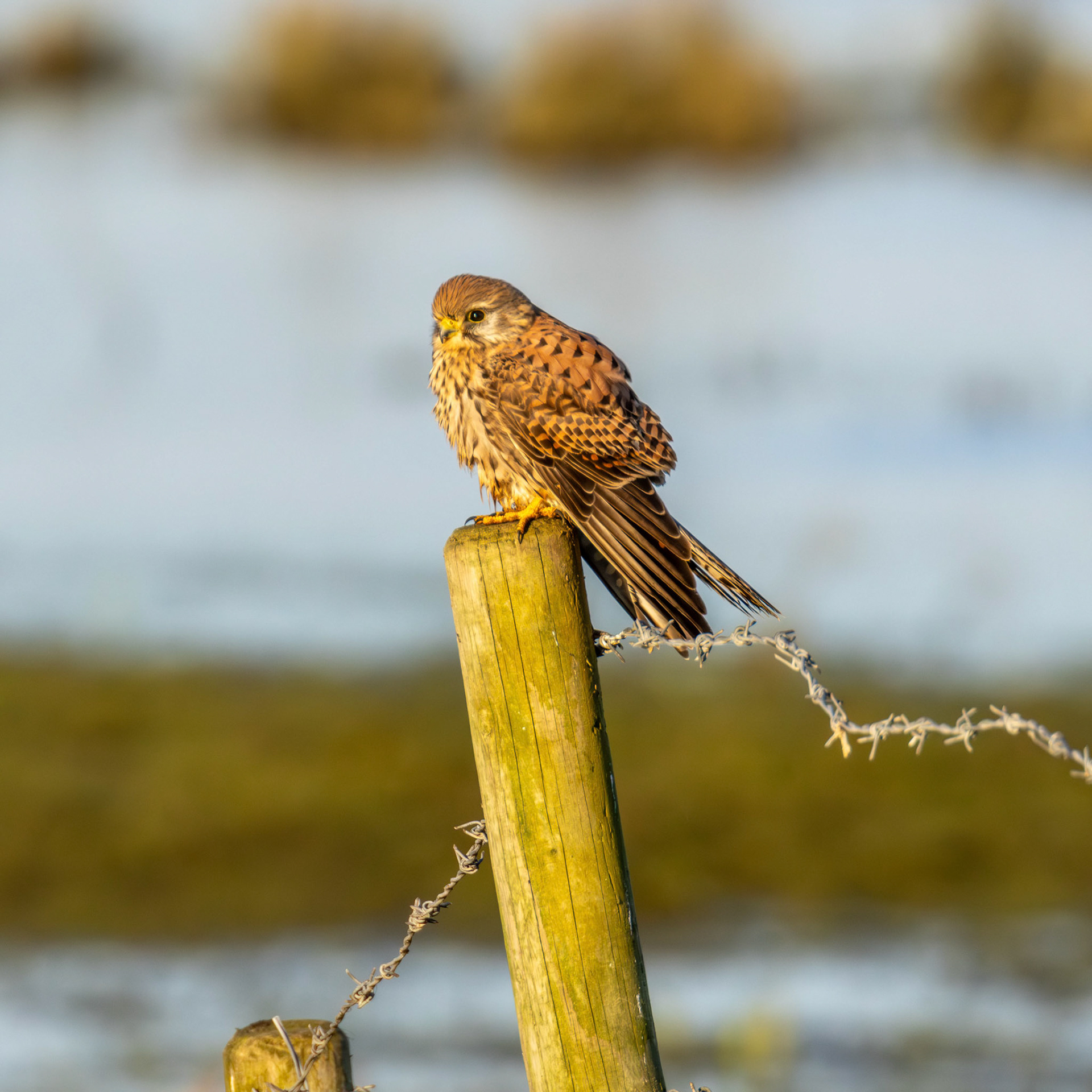Female Kestrel 