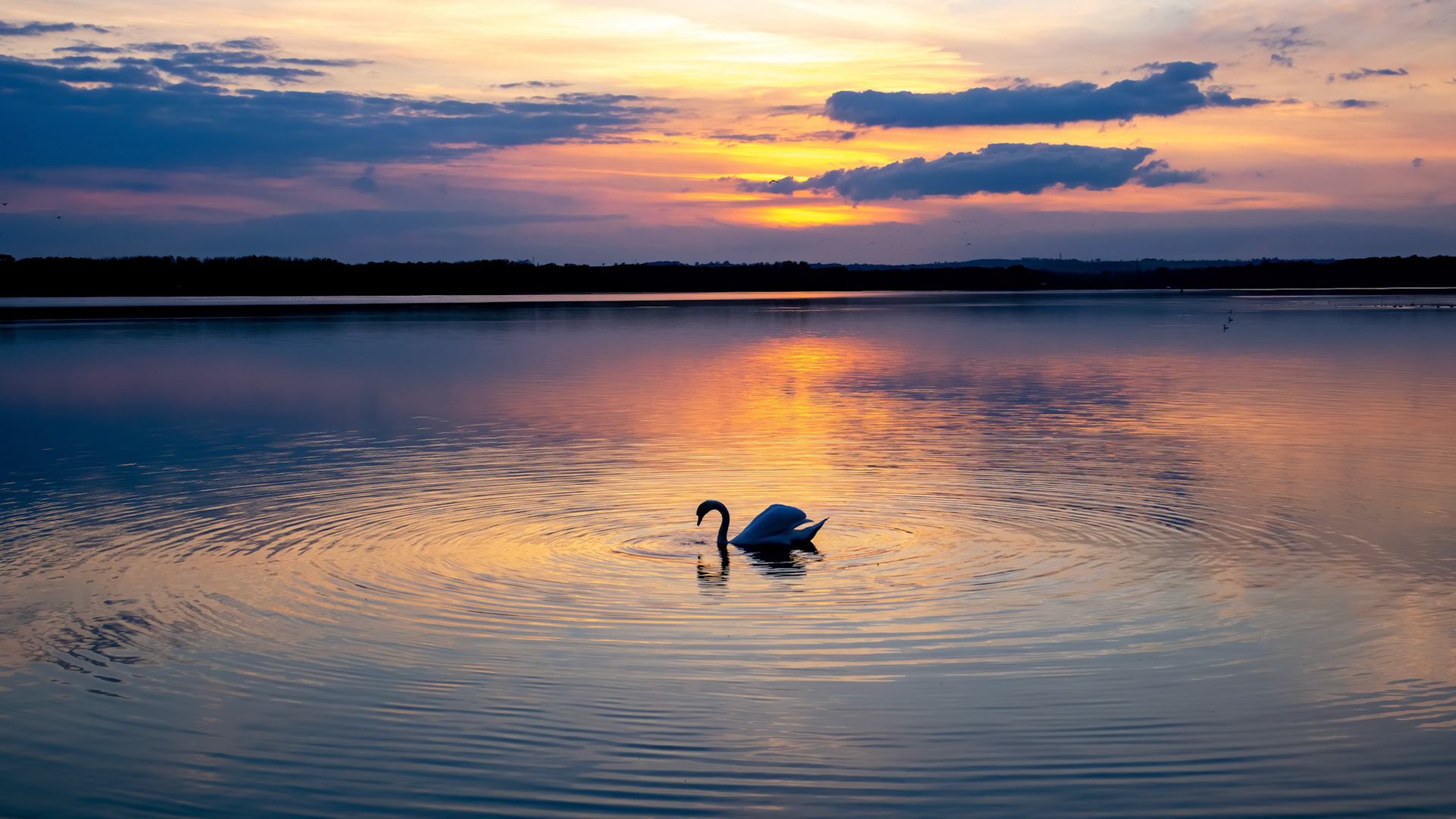 Lone Swan Rutland Water September 2020