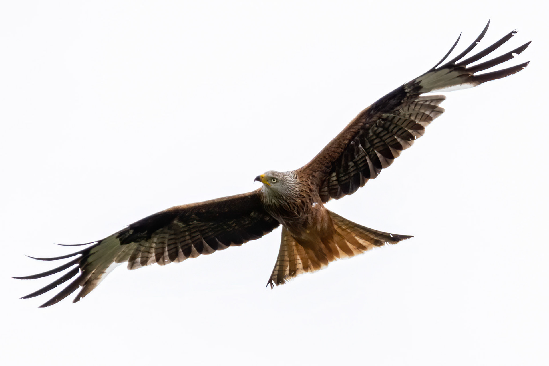 Large Red Kite