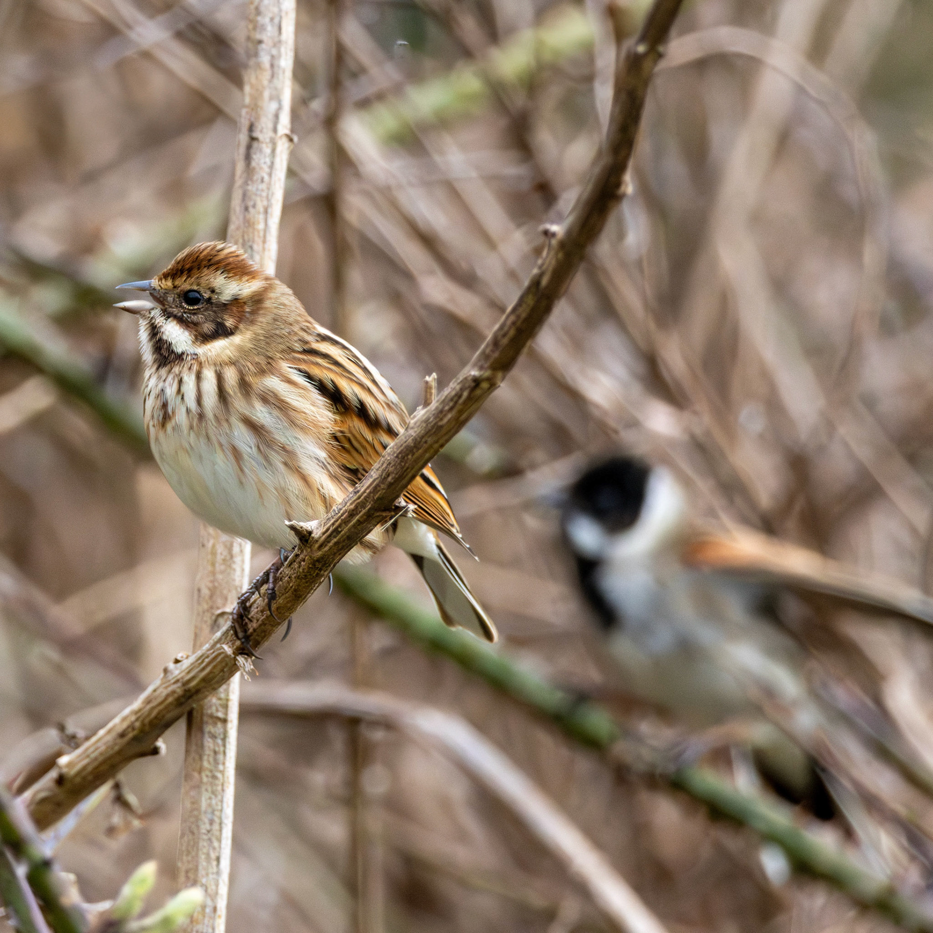 Reed Buntings