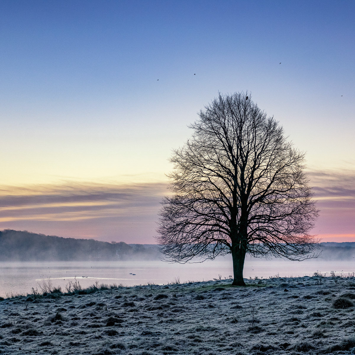 Lone Tree Eyebrook November 2020
