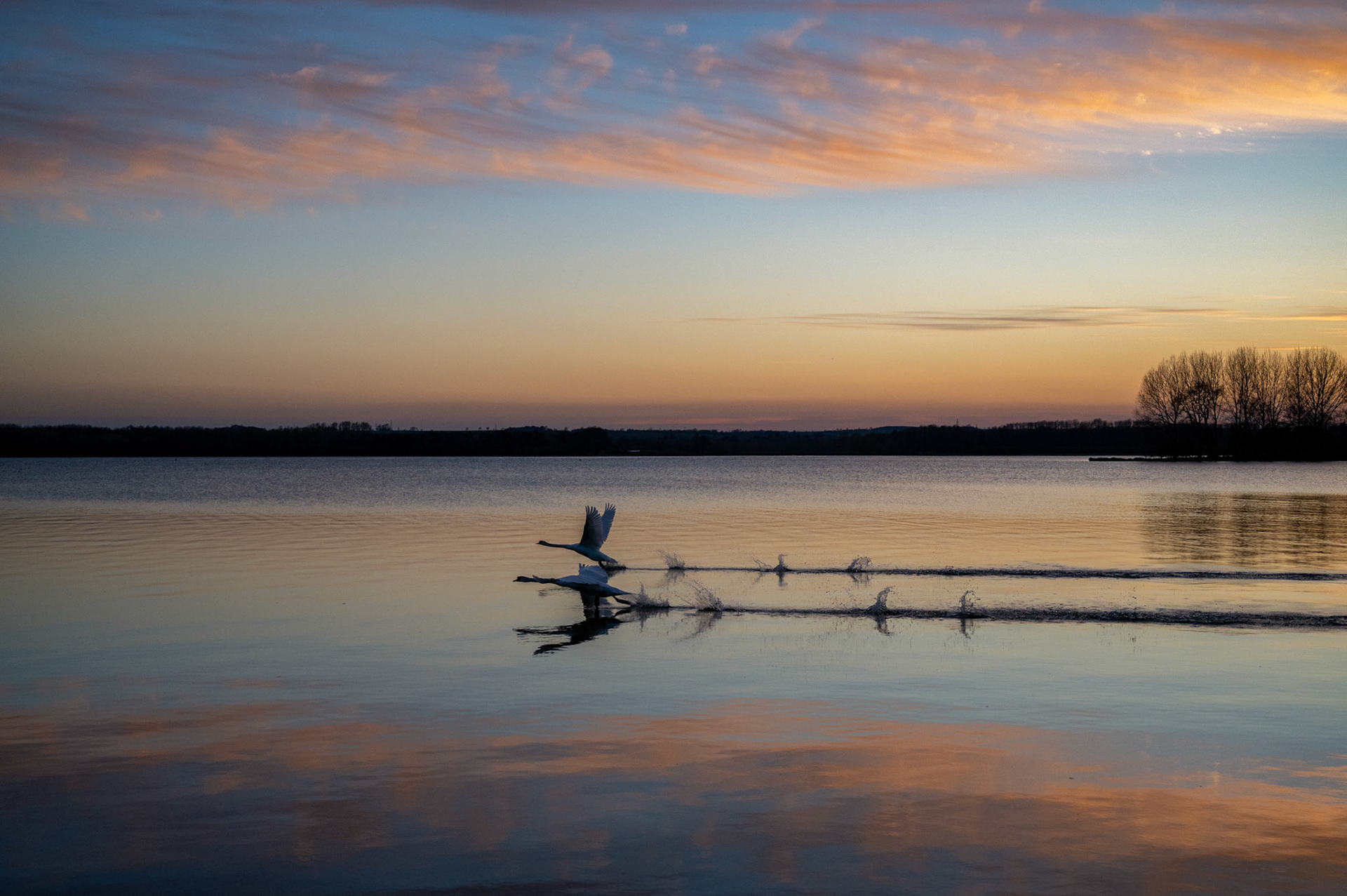 The race, Swans at rutland Water April 2021